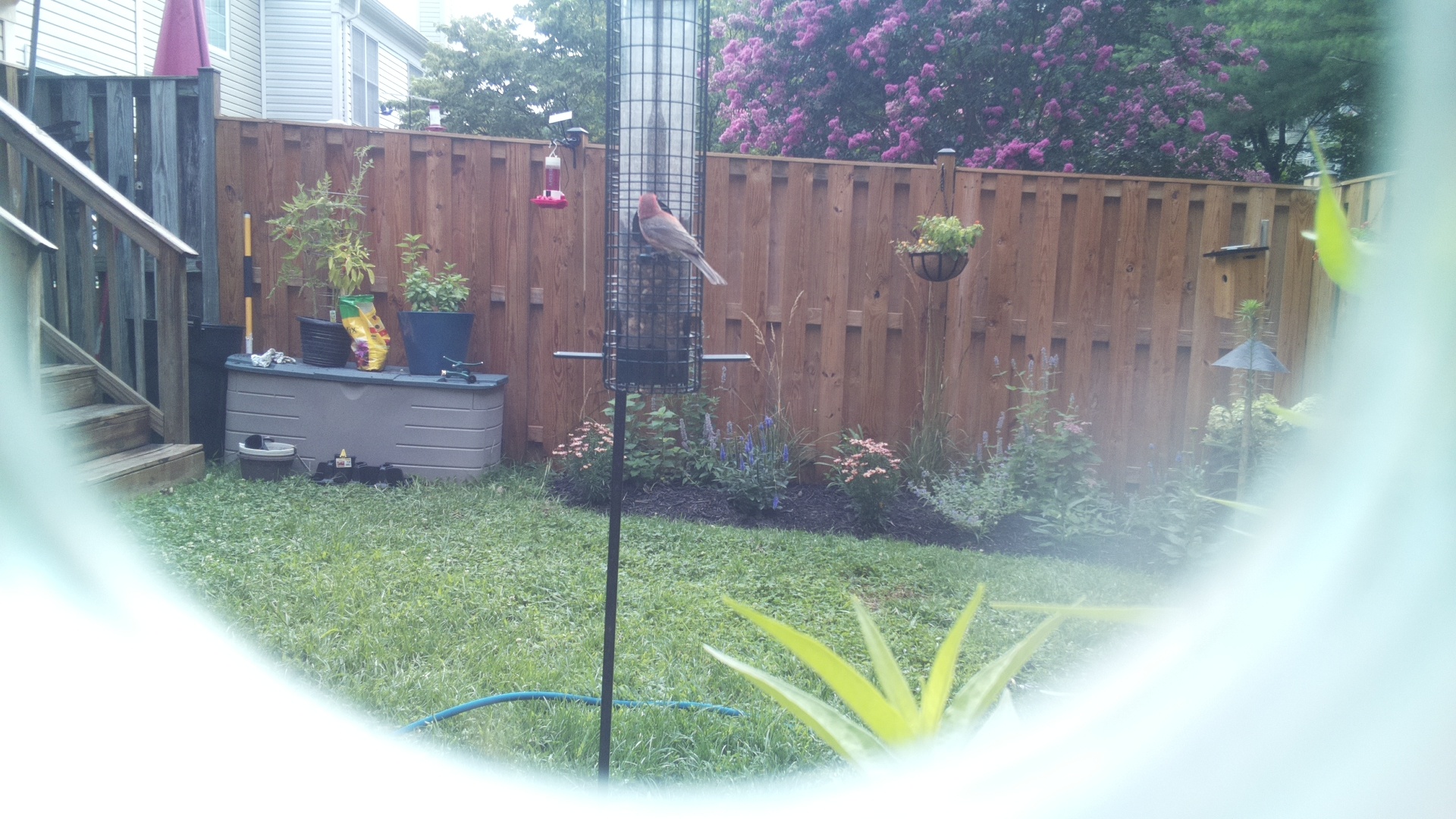 Purple Finch
