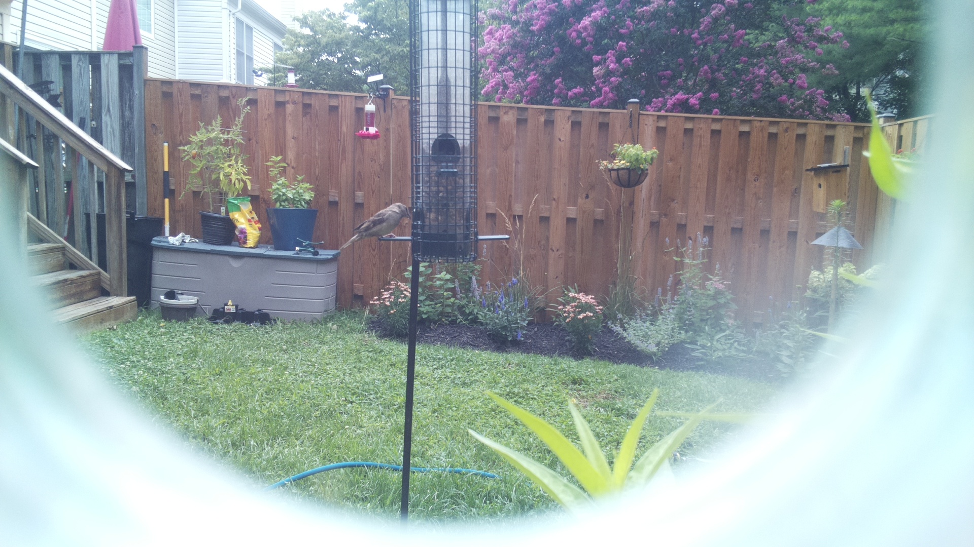 Unknown Bird