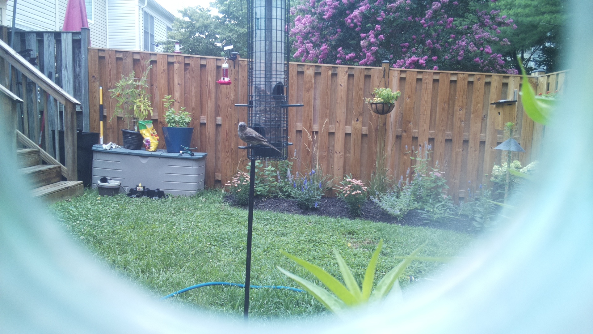 Brown-headed Cowbird