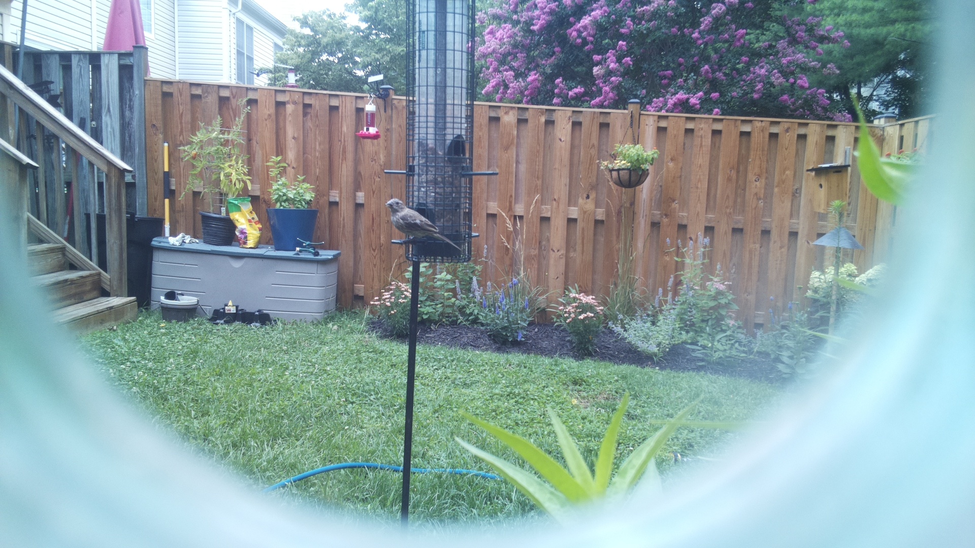 Likely Blackbird/Grackle