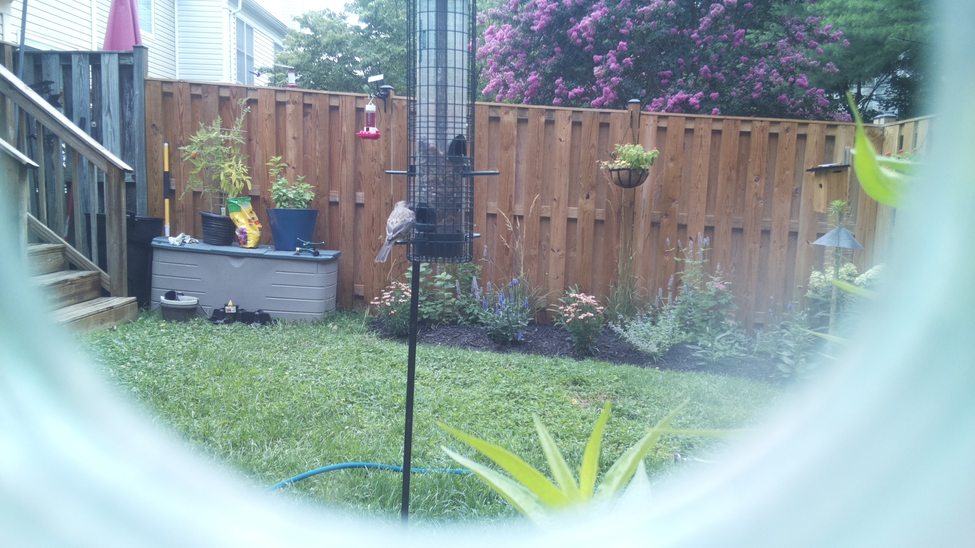 Likely Finch