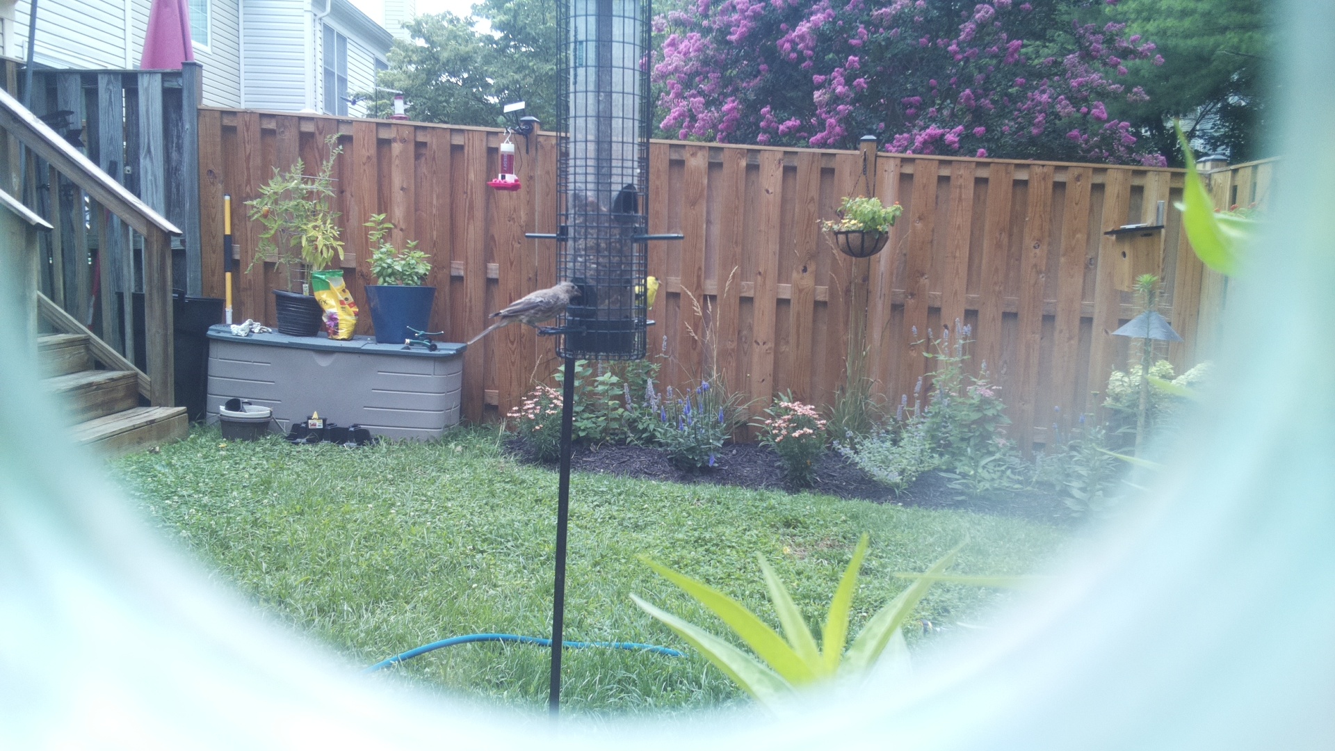 Unknown Bird