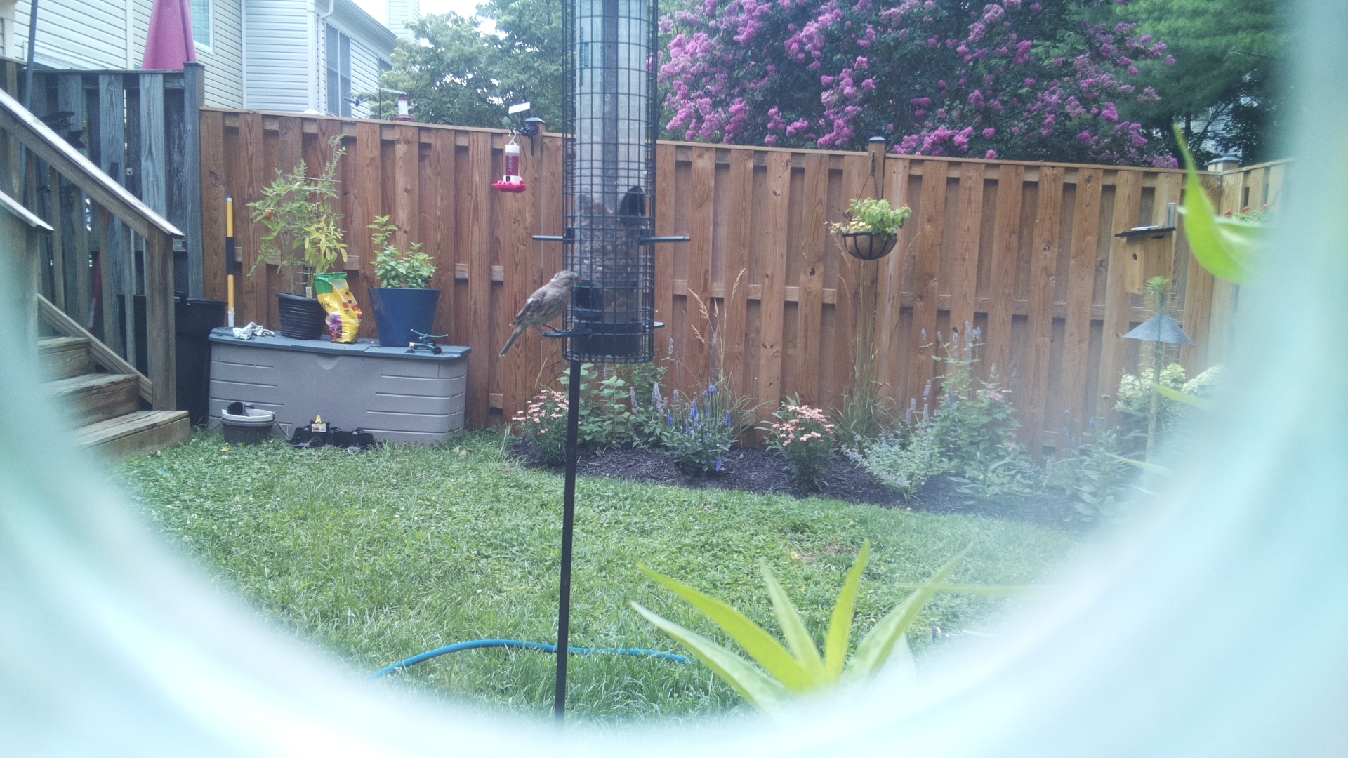 Likely Finch