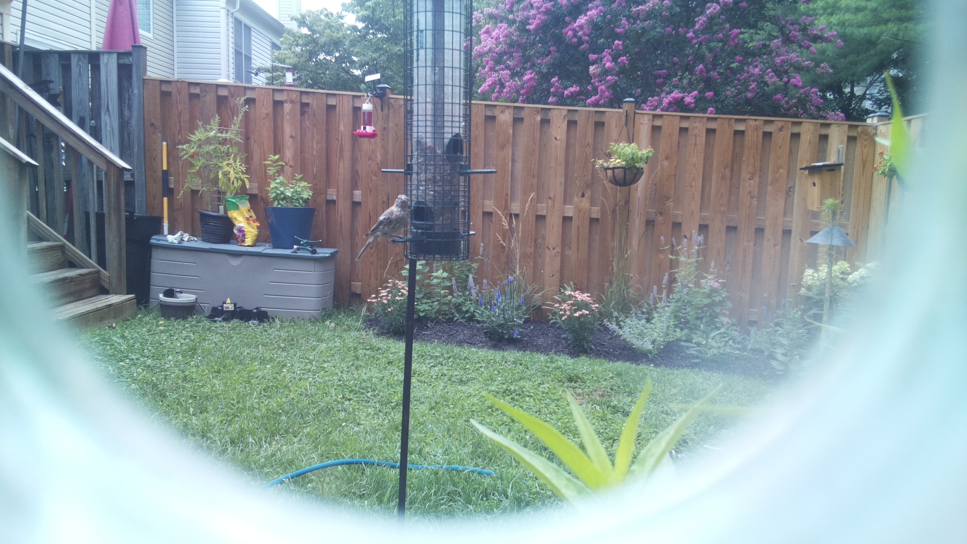 Purple Finch