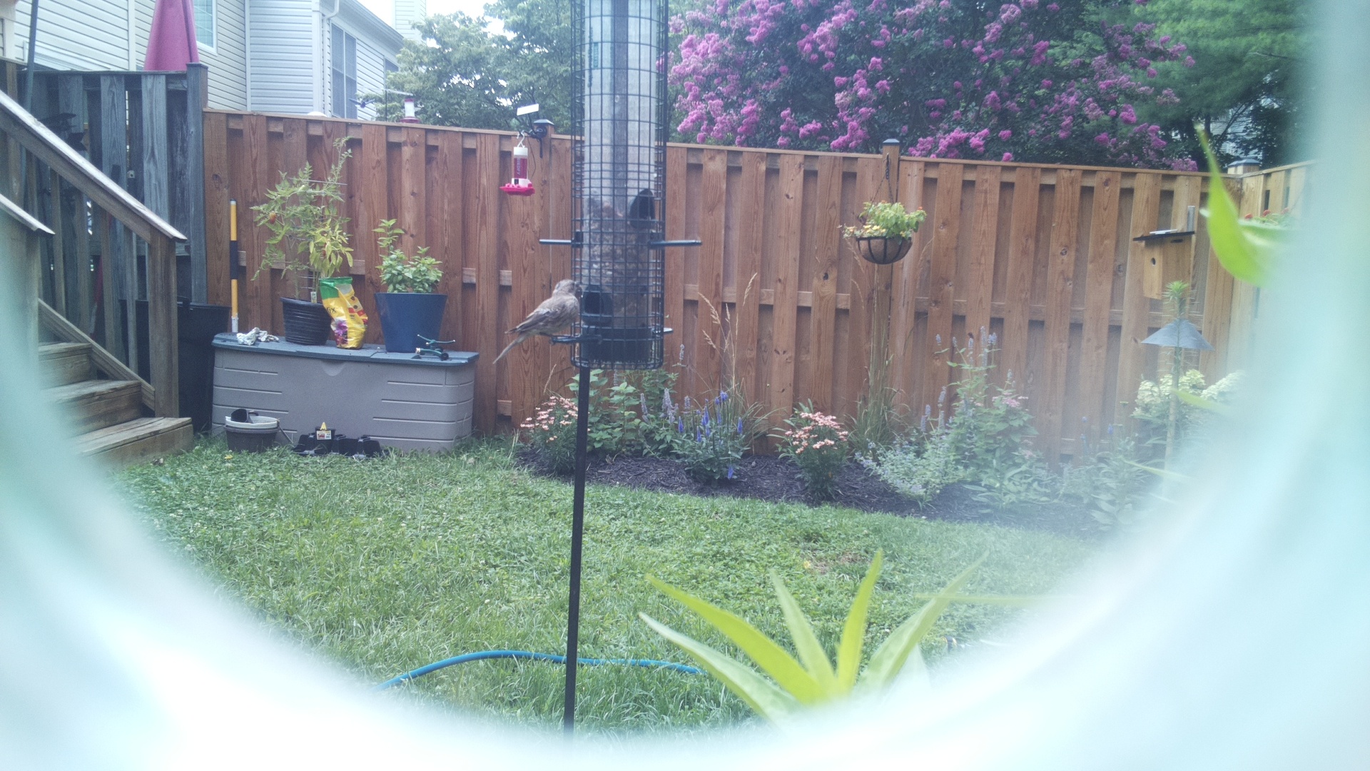 Likely Finch