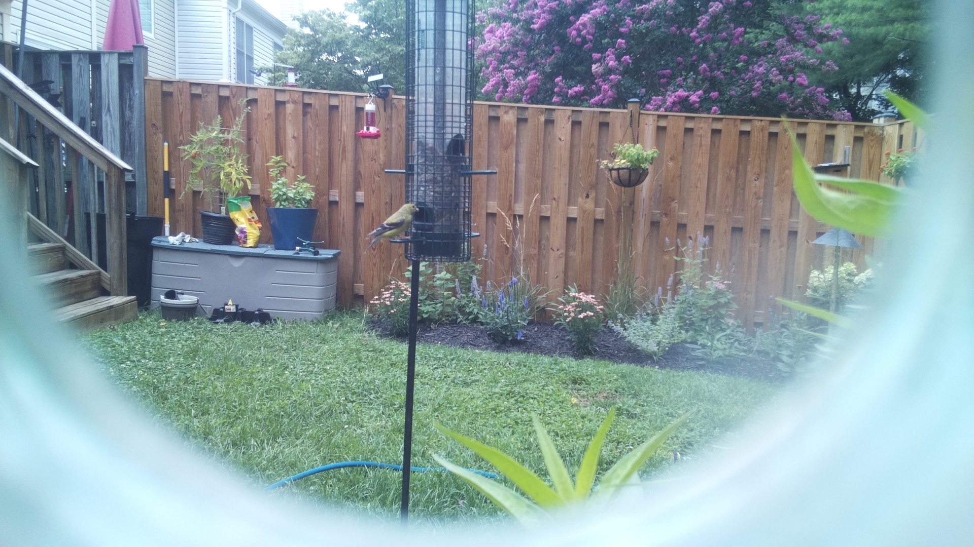 American Goldfinch