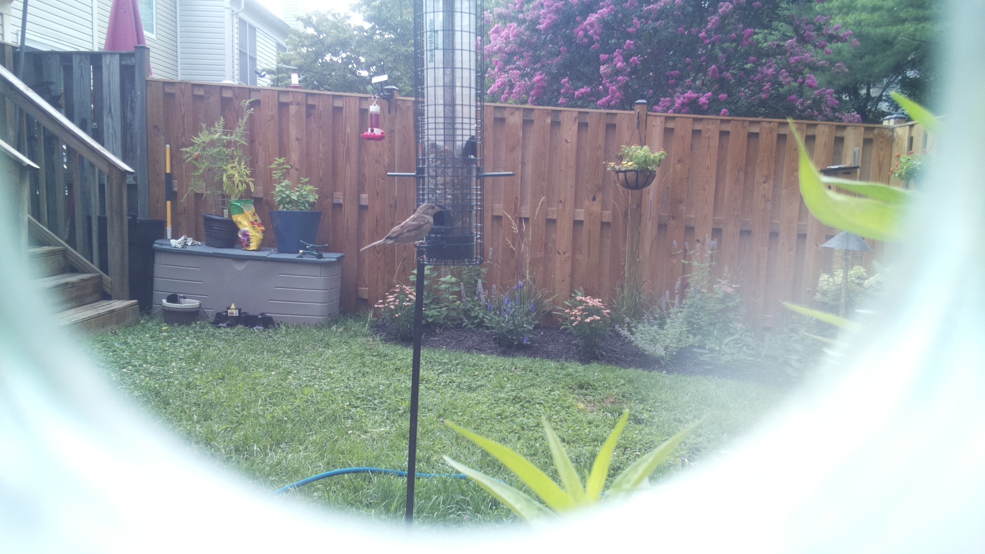 Likely Finch
