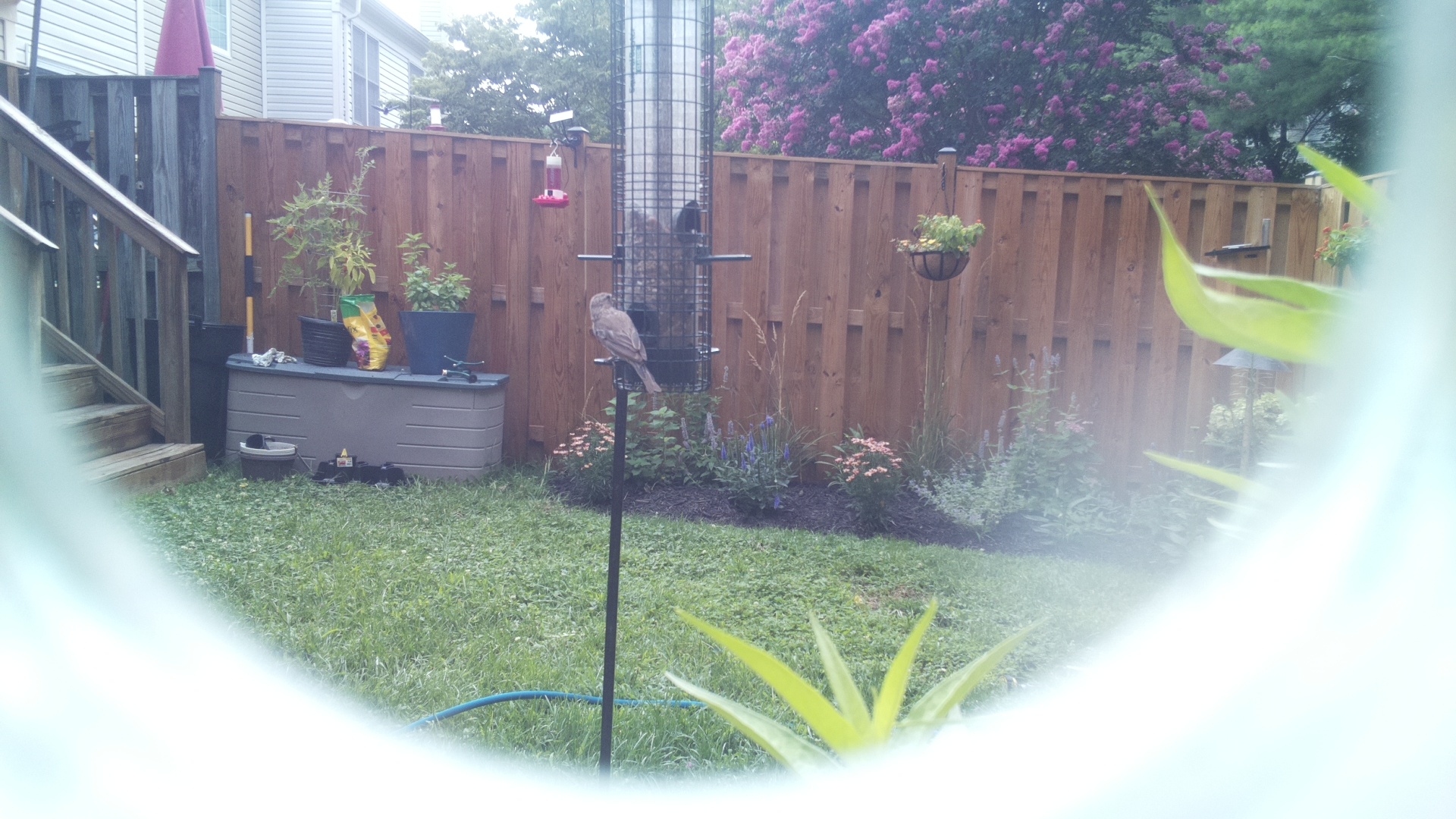Likely Finch