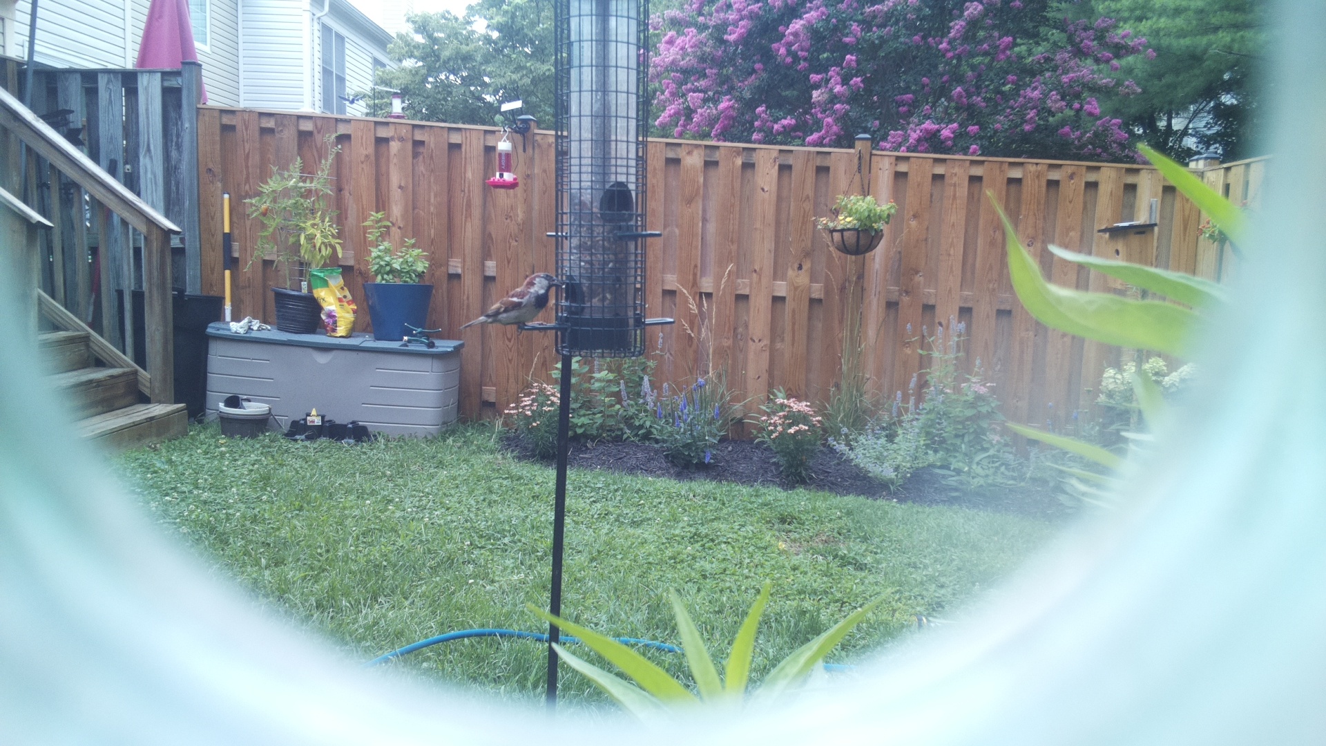 Likely Sparrow