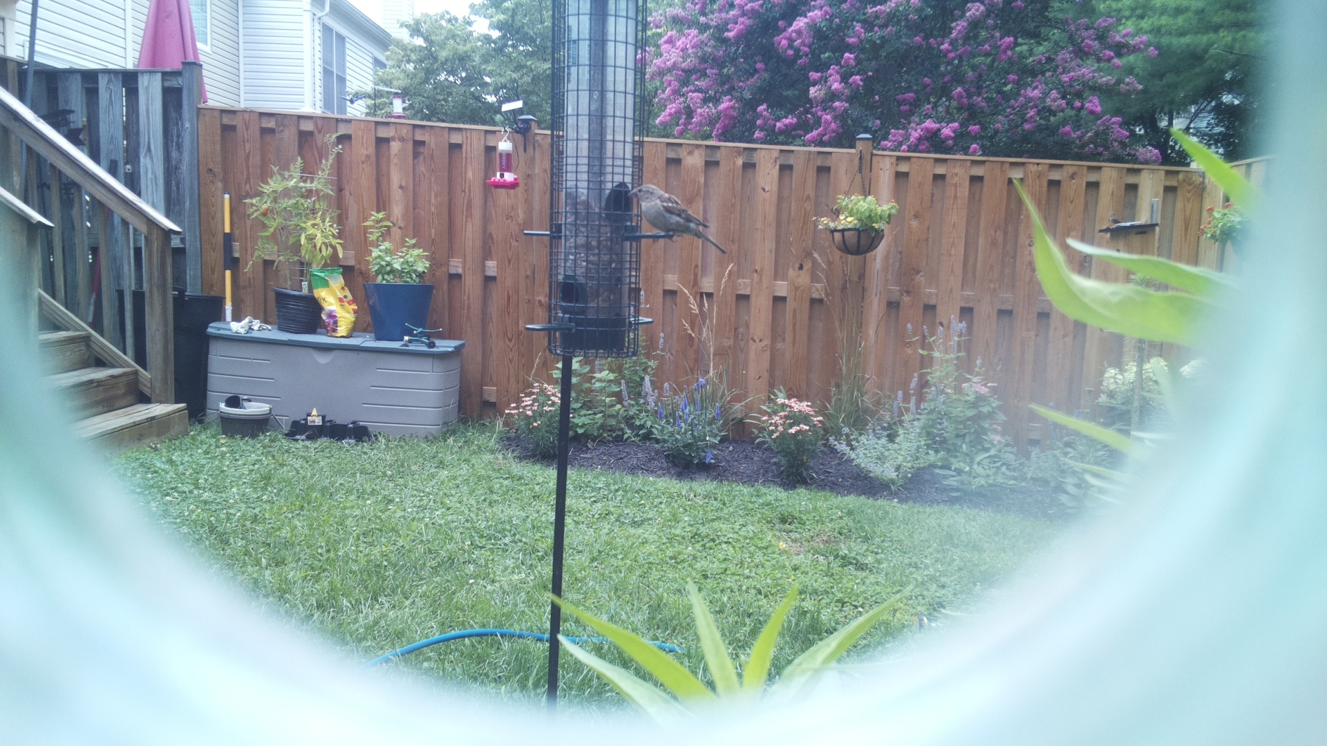 Likely Blackbird/Grackle