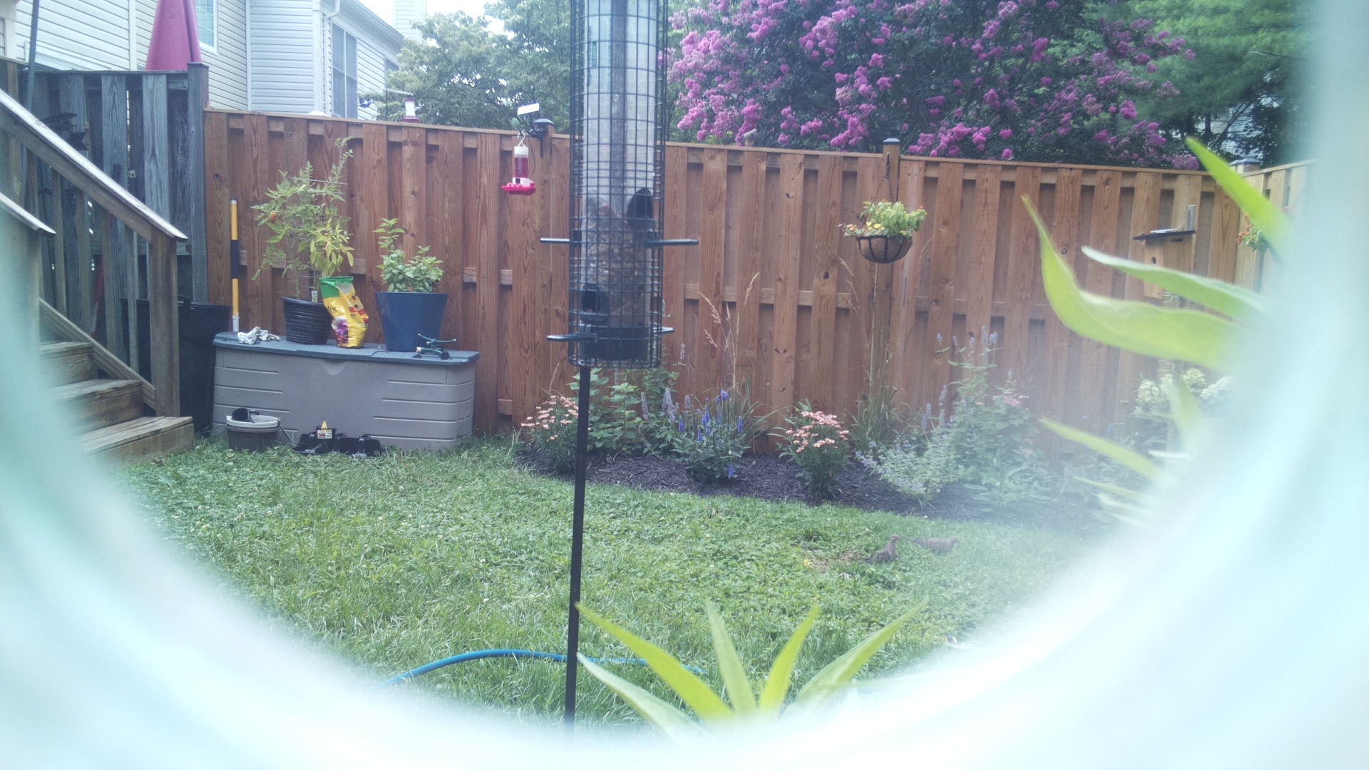Mourning Dove