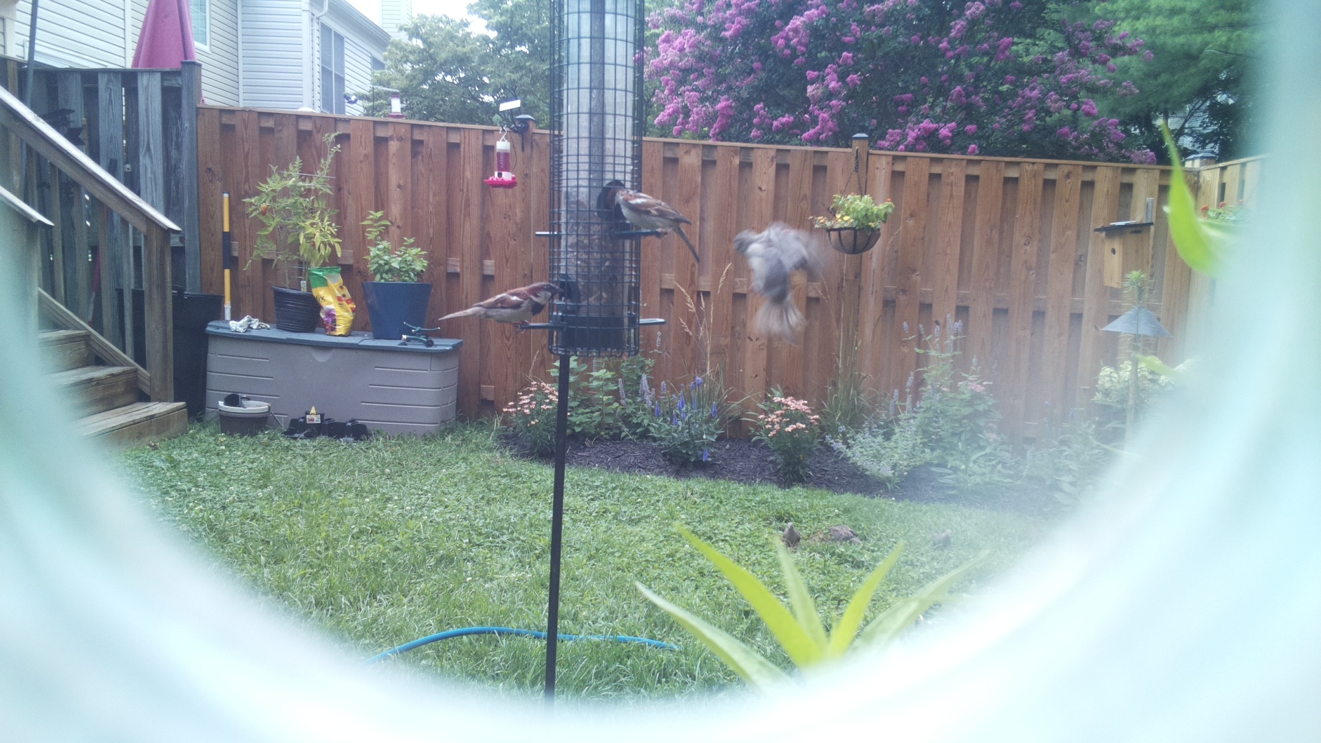 Unknown Bird