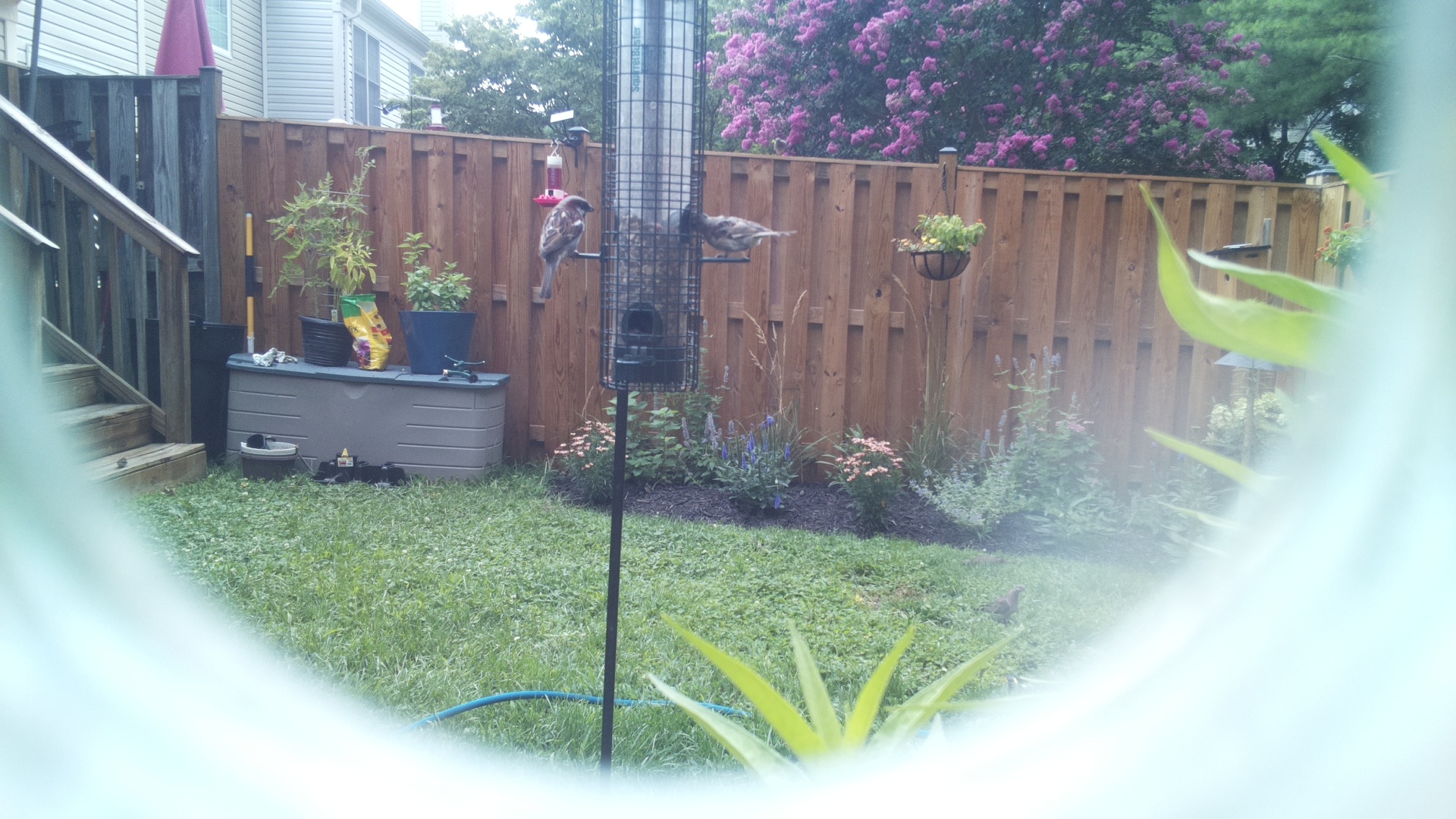 Unknown Bird