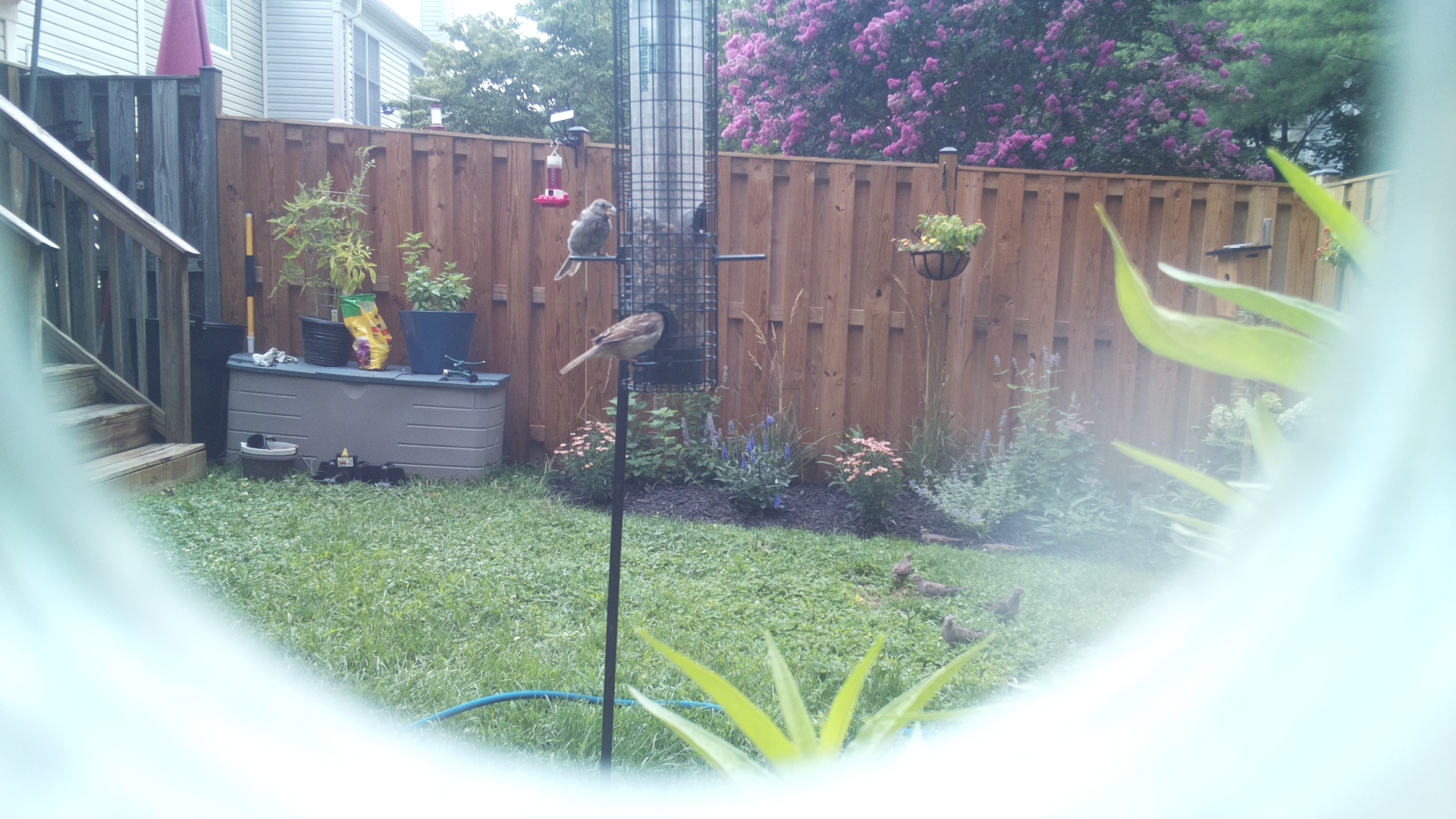 Mourning Dove