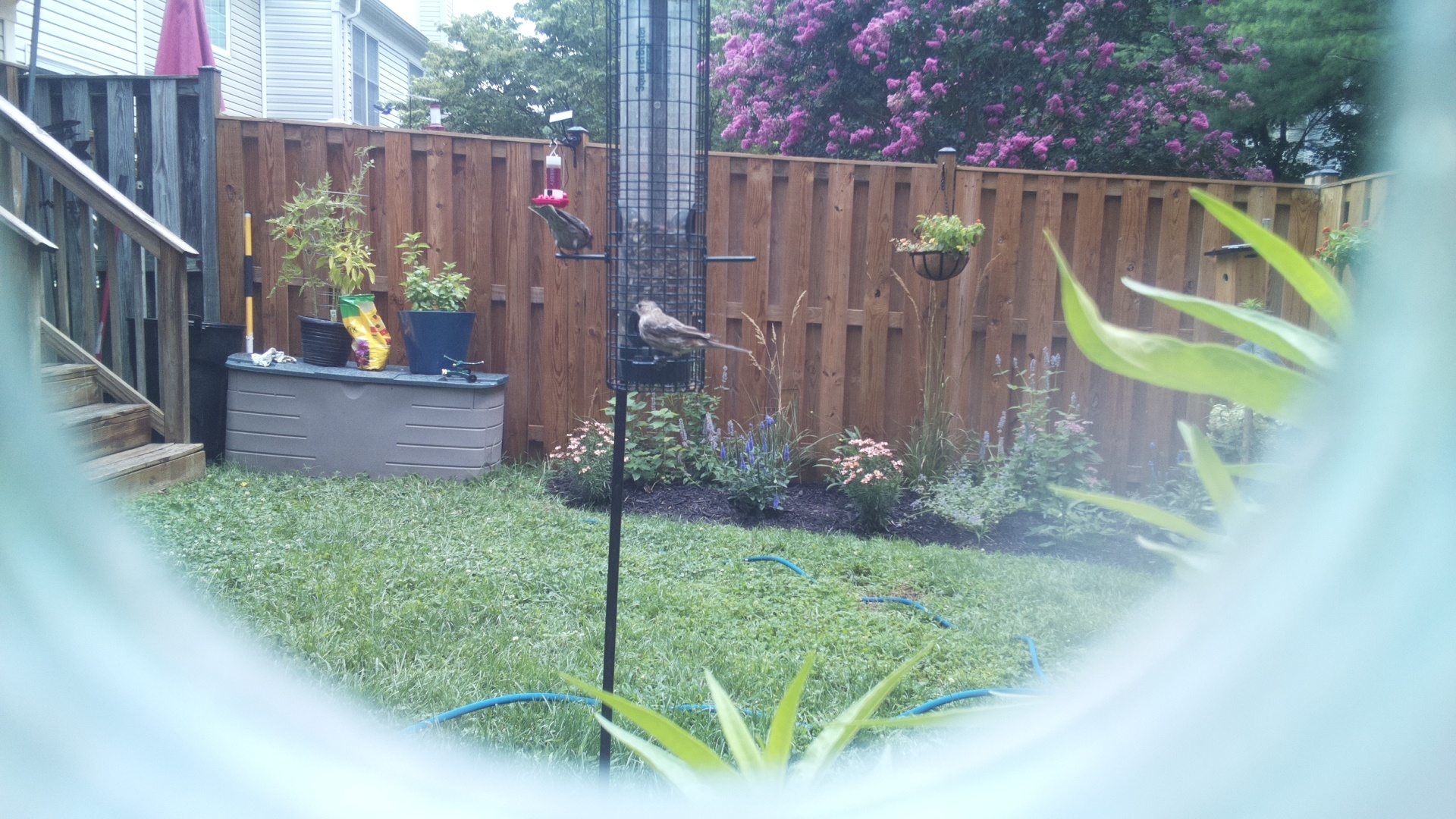 Unknown Bird