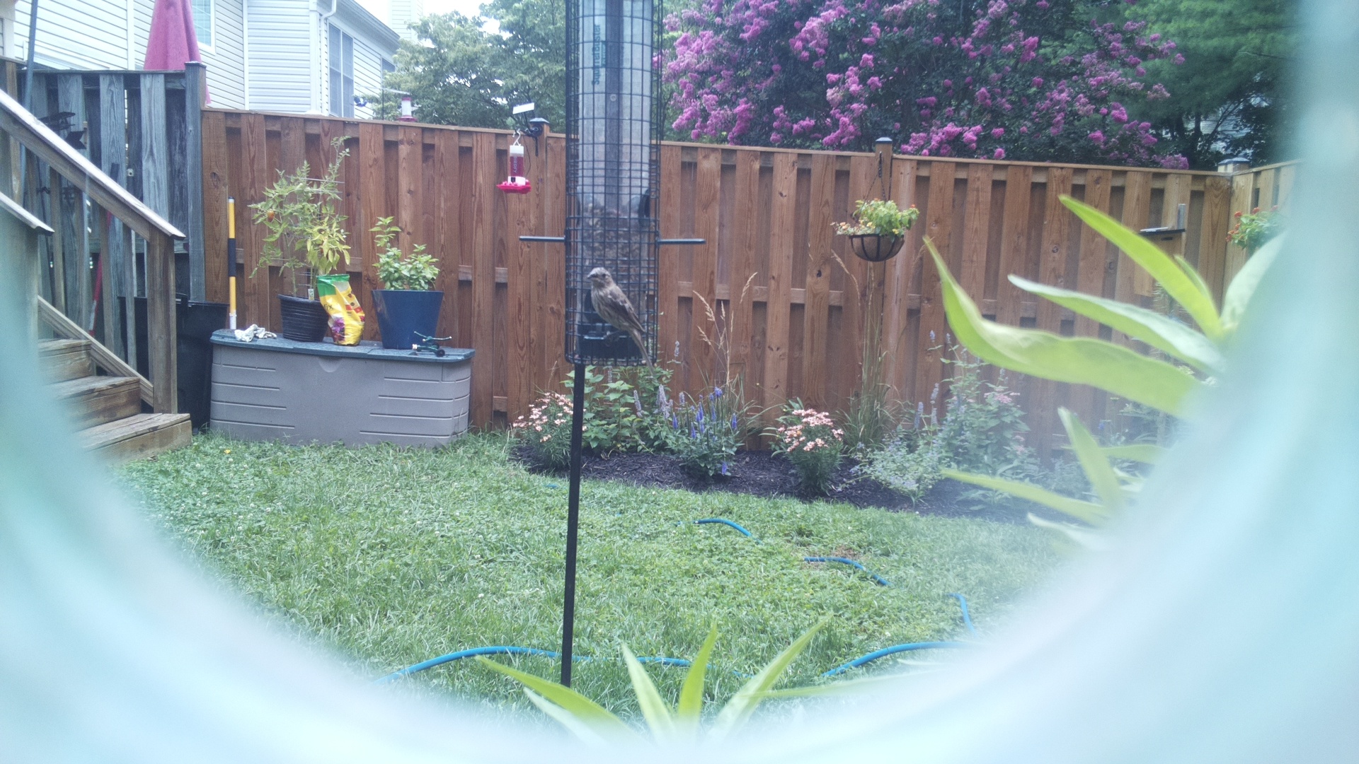 Likely Finch