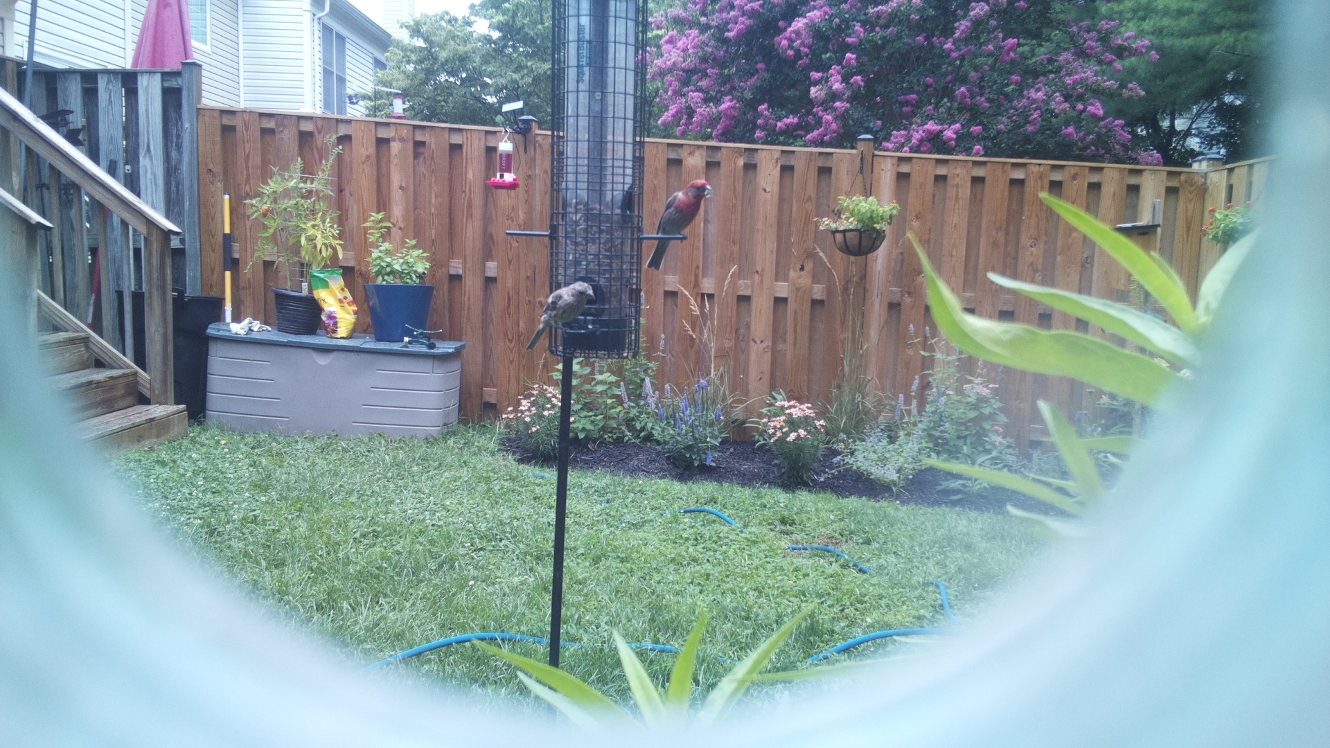 Purple Finch