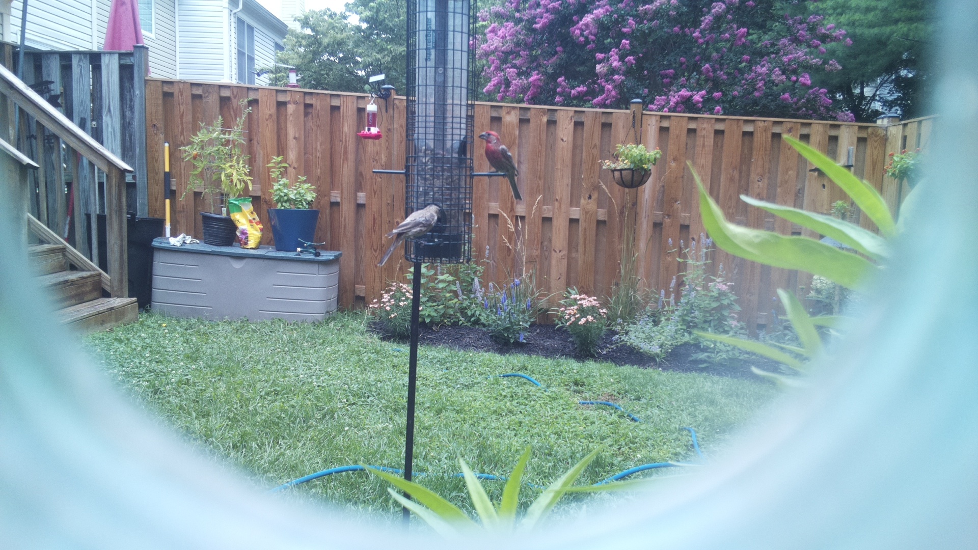 Purple Finch