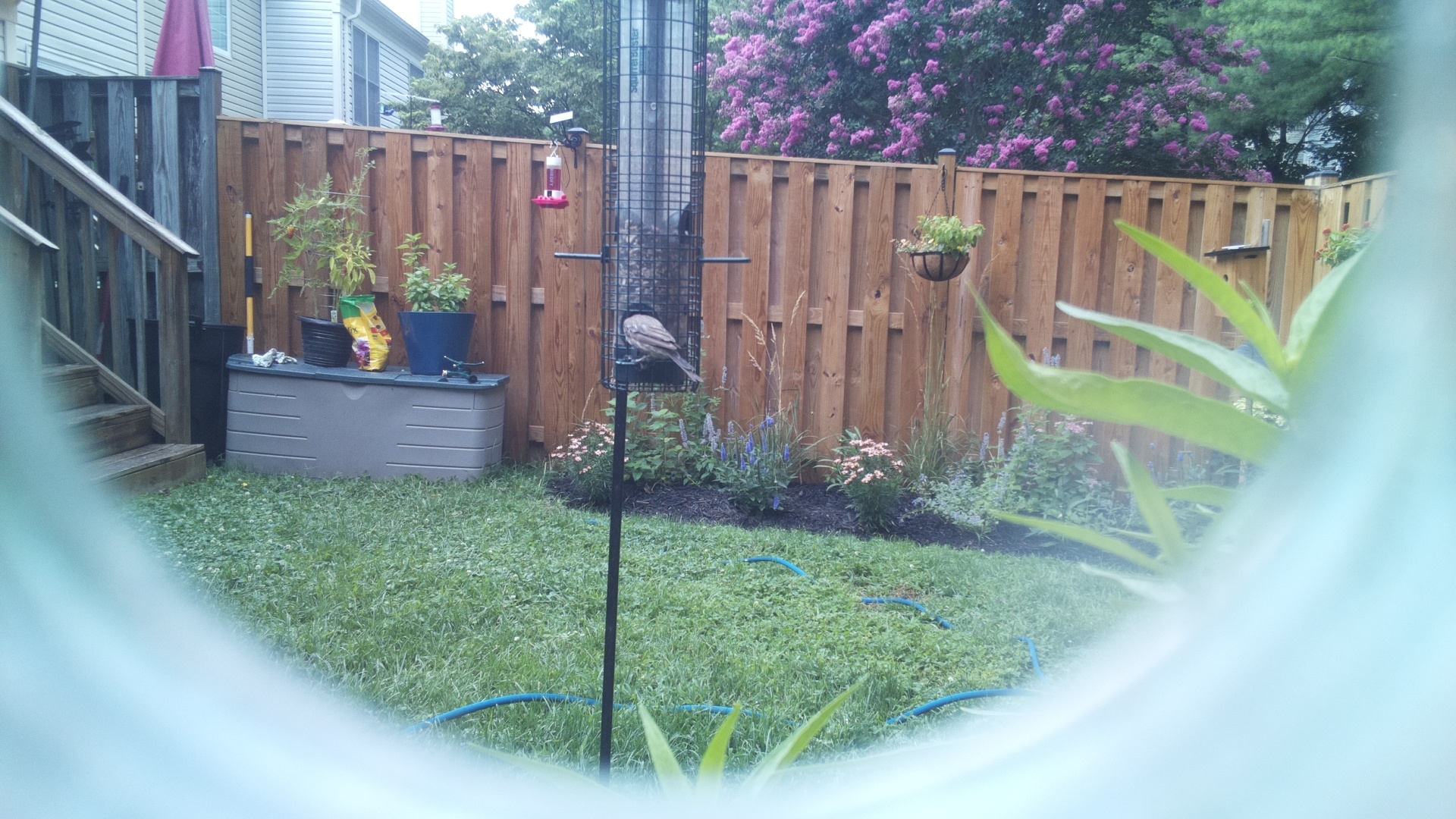Purple Finch