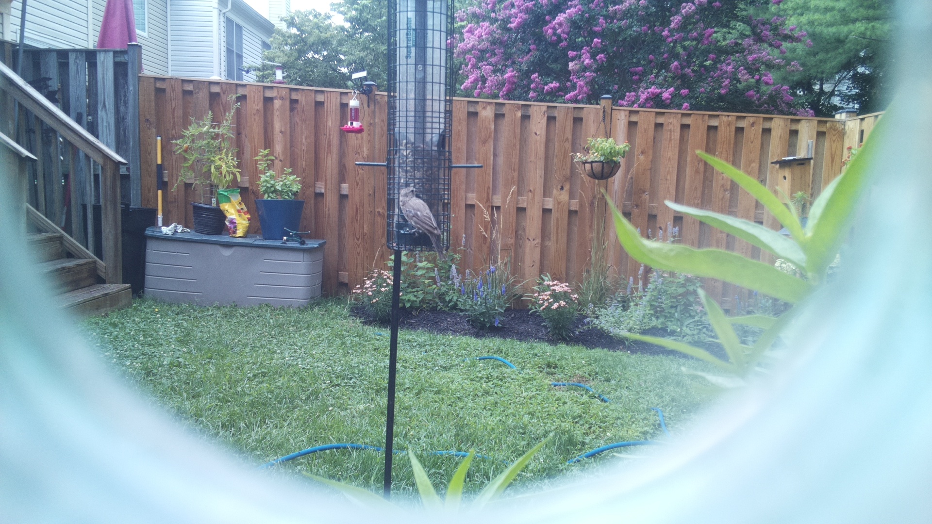 Likely Finch