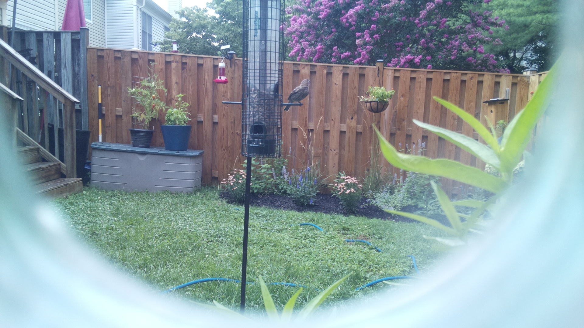 Brown-headed Cowbird
