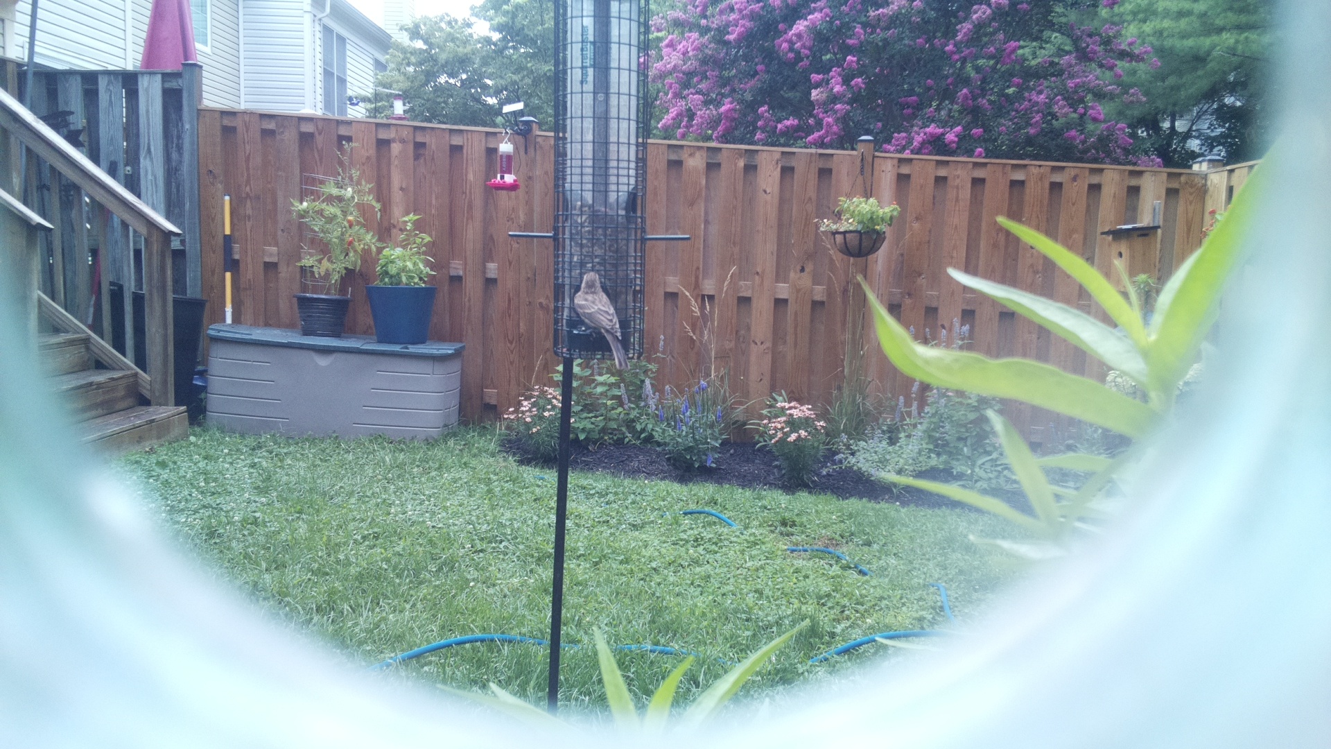 Likely Finch