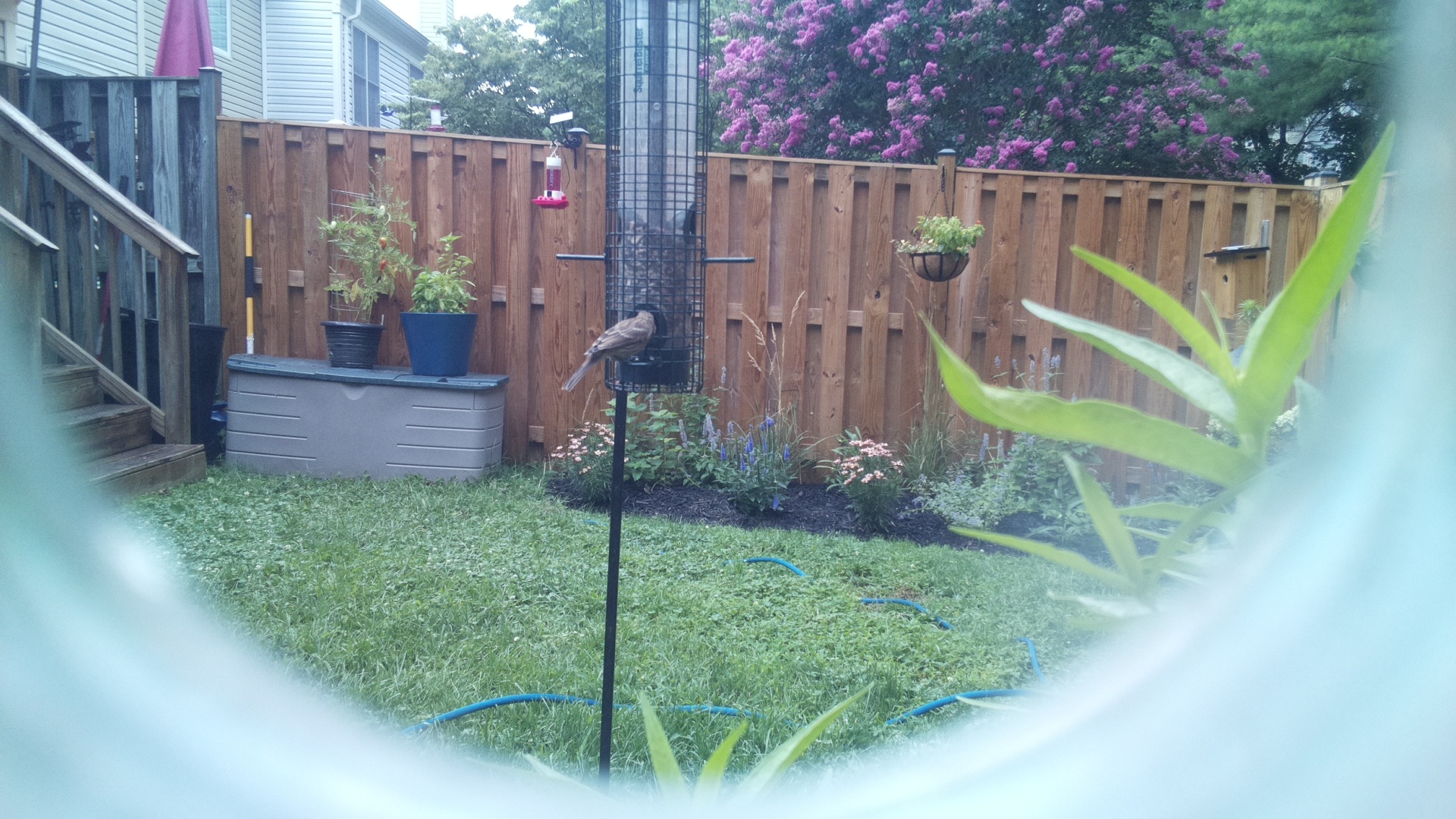 Unknown Bird