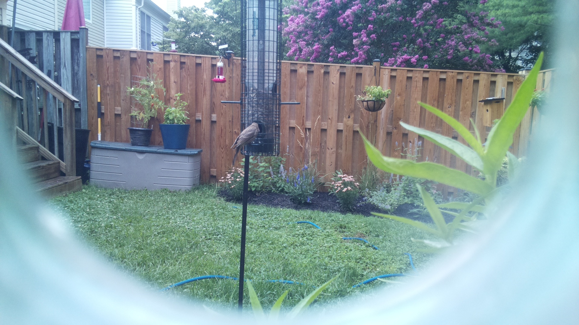 Likely Blackbird/Grackle