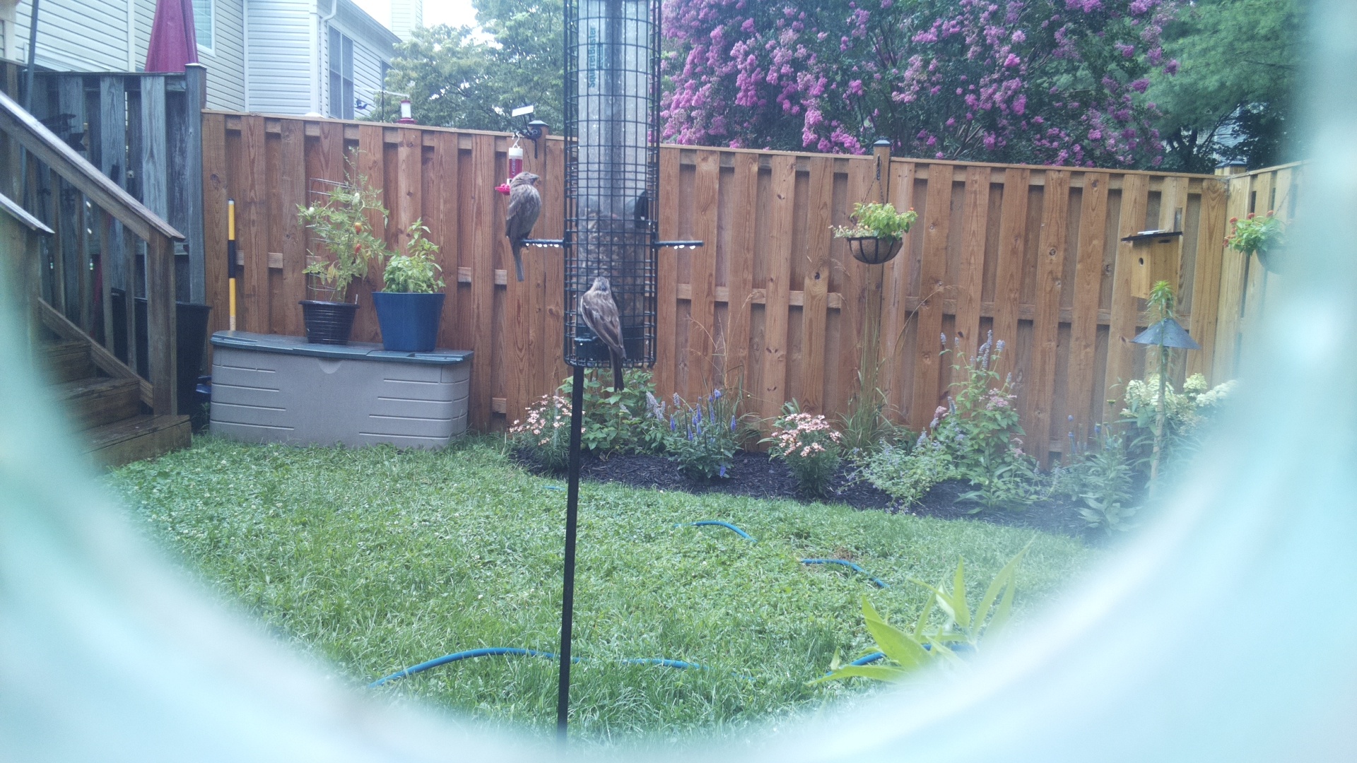 Unknown Bird