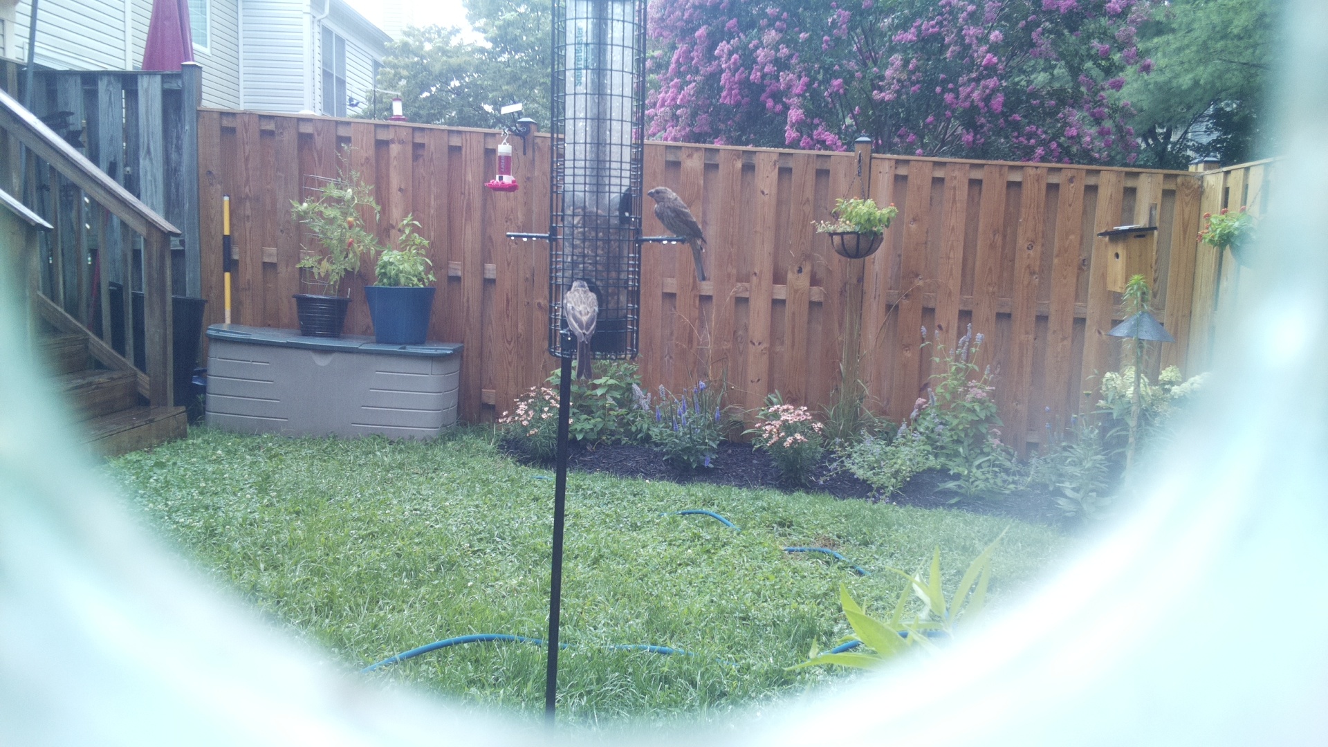 Likely Finch