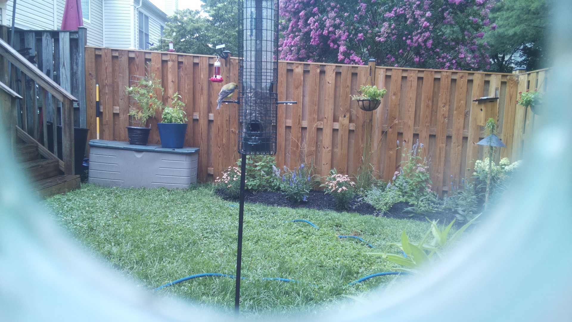 American Goldfinch