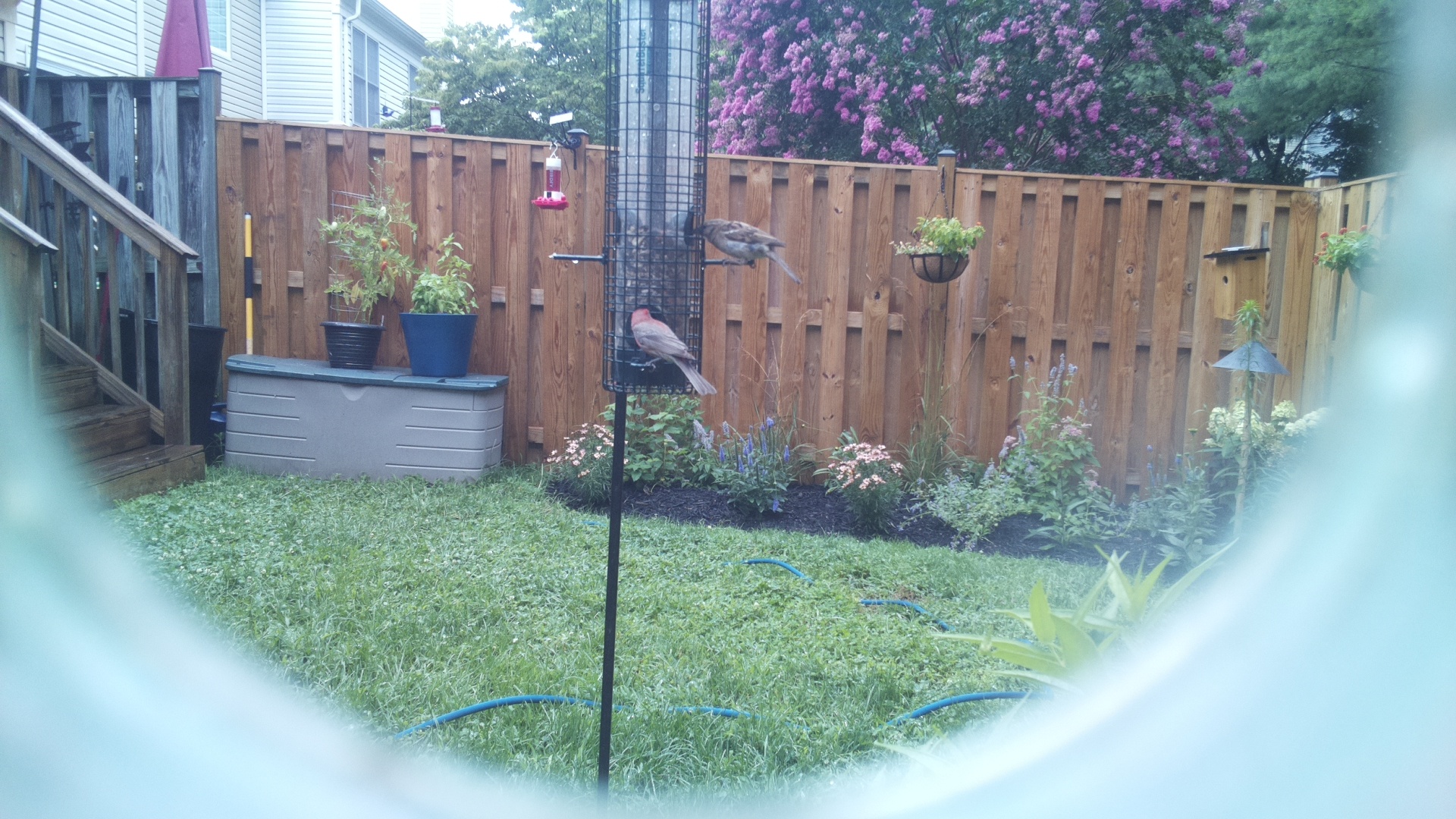 Purple Finch
