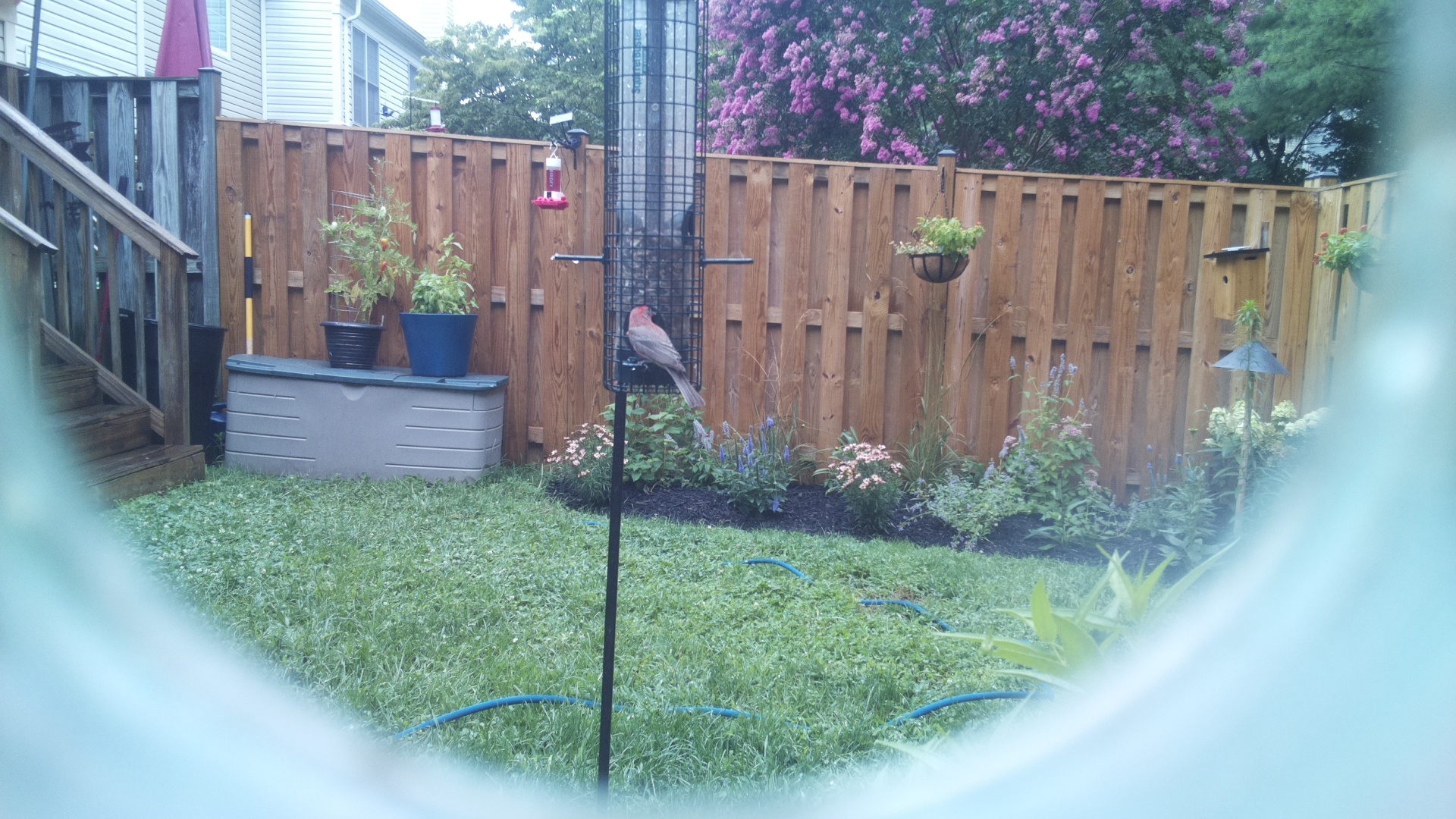 Purple Finch