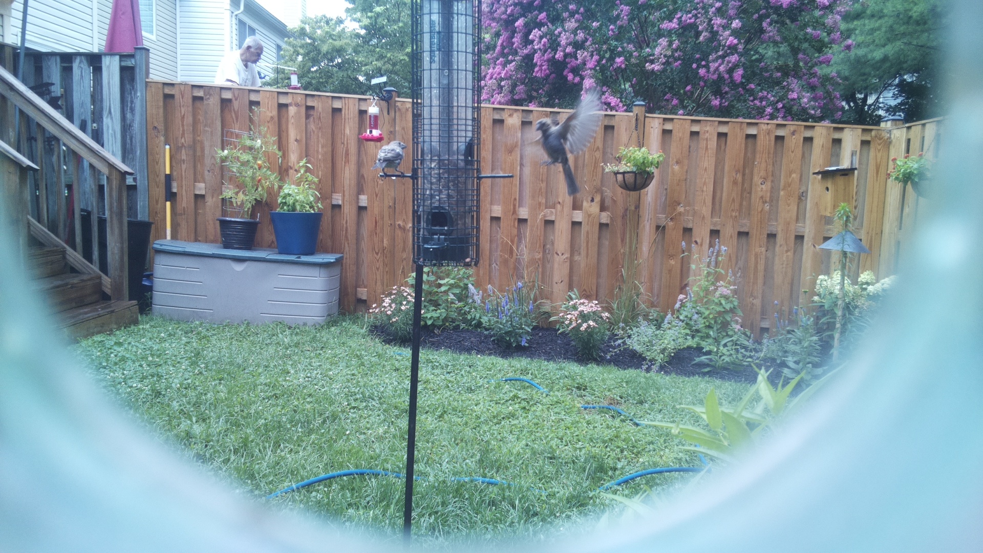 Unknown Bird