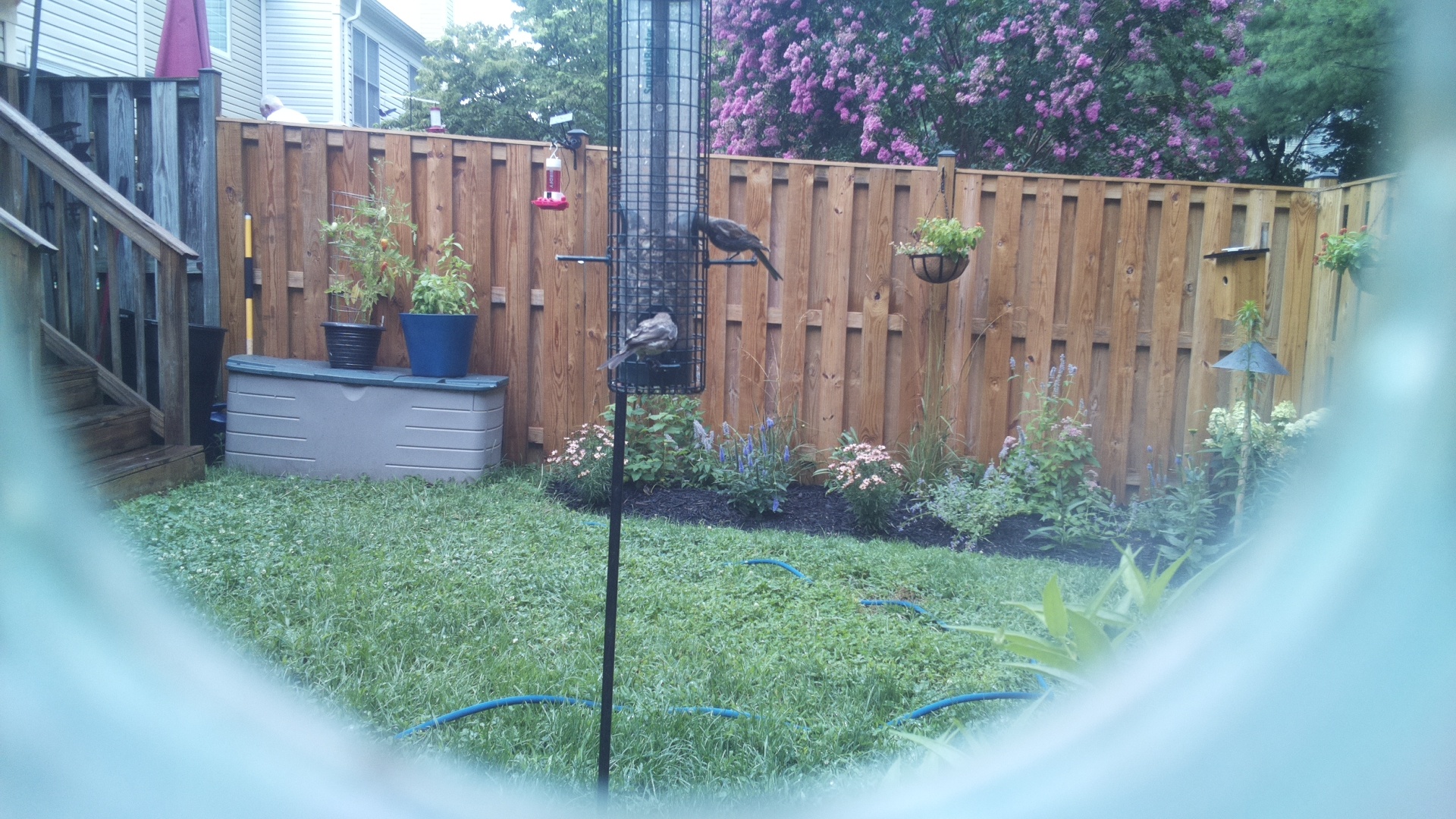 Likely Blackbird/Grackle