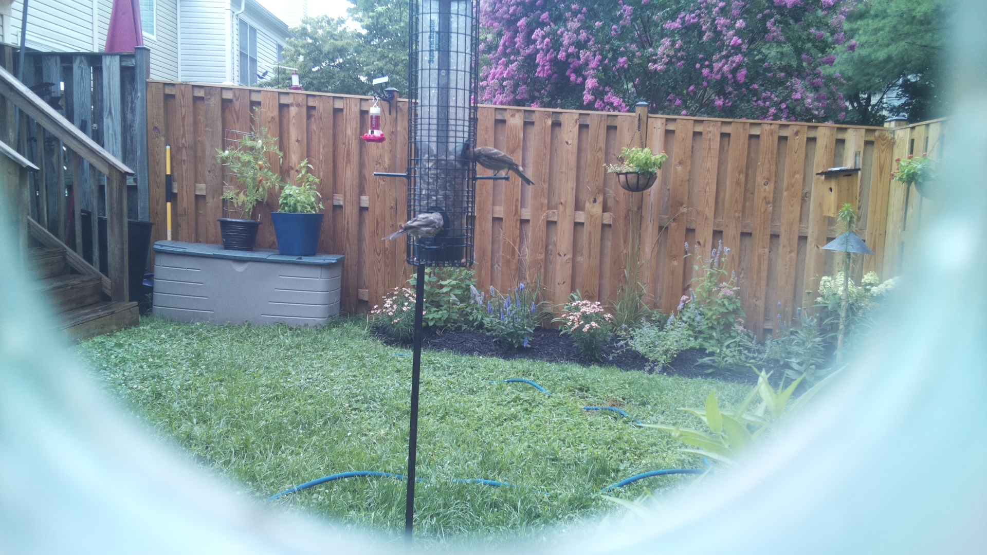 Likely Finch