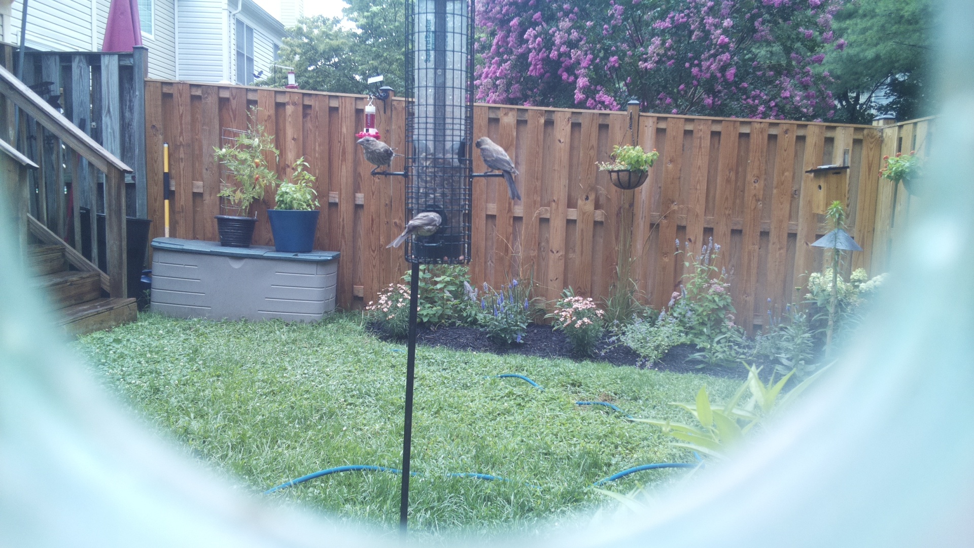 Purple Finch