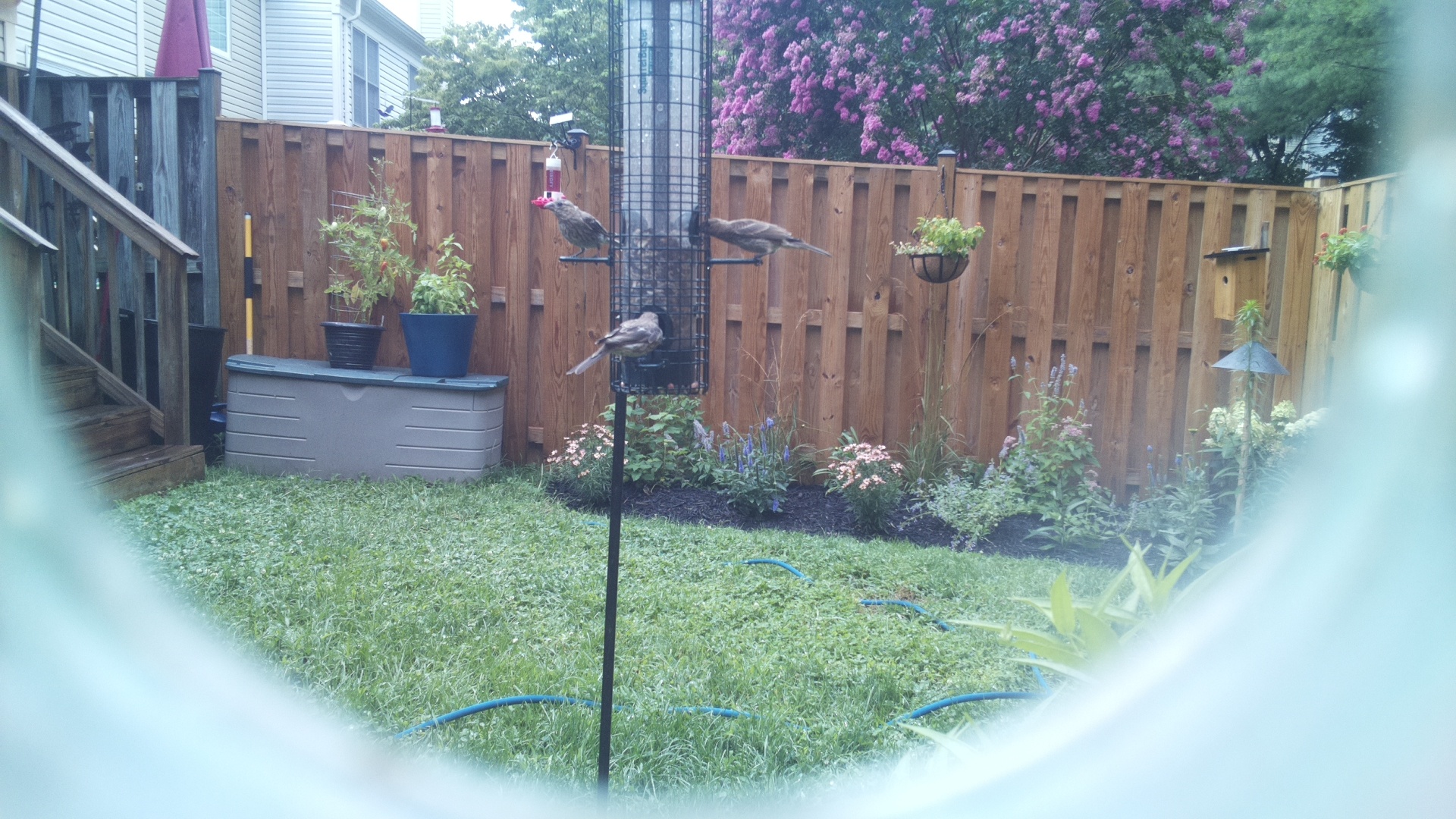Purple Finch