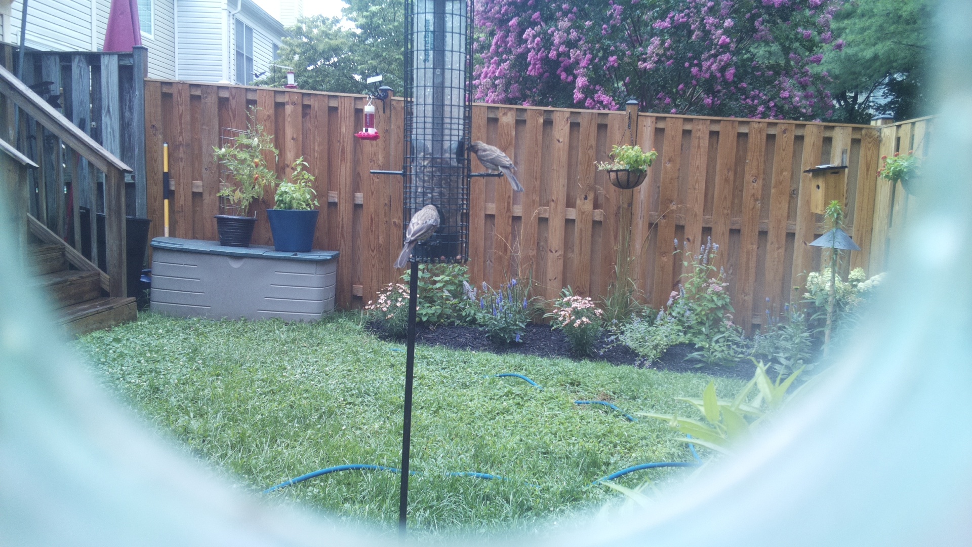 Likely Finch