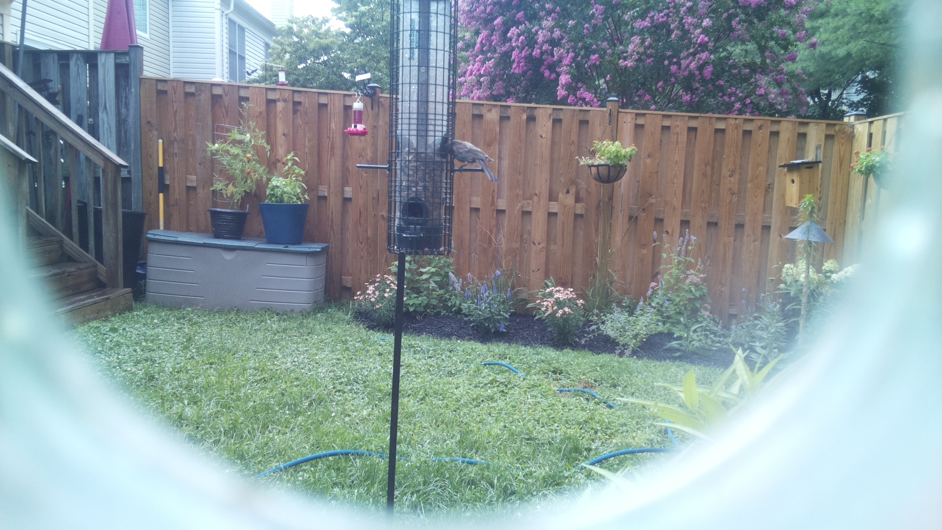 Unknown Bird