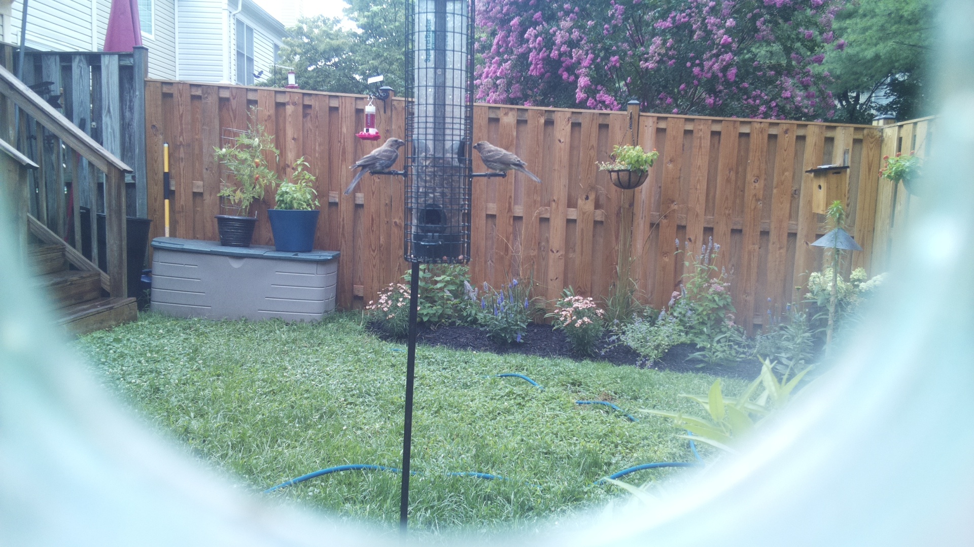 Brown-headed Cowbird