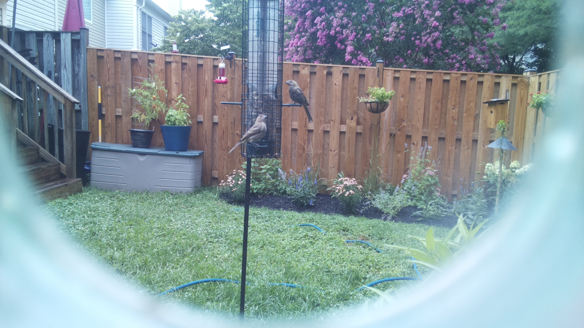 Brown-headed Cowbird