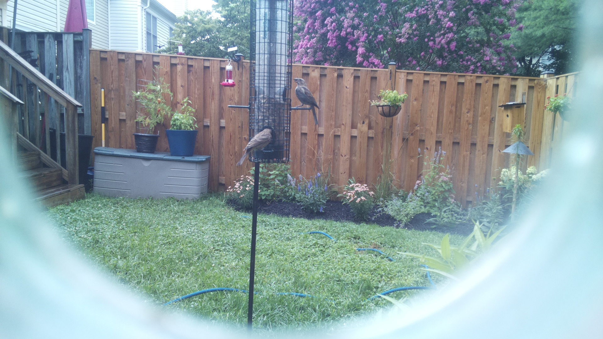 Brown-headed Cowbird