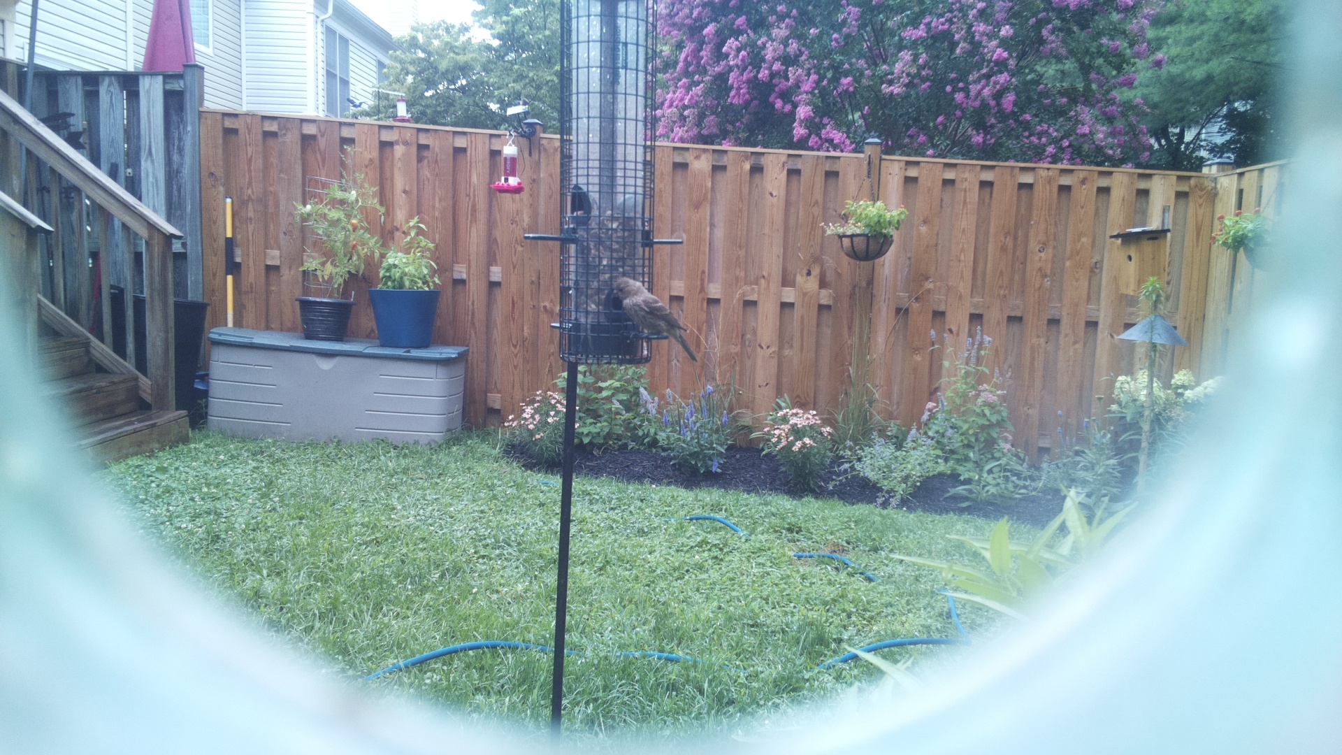 Likely Blackbird/Grackle