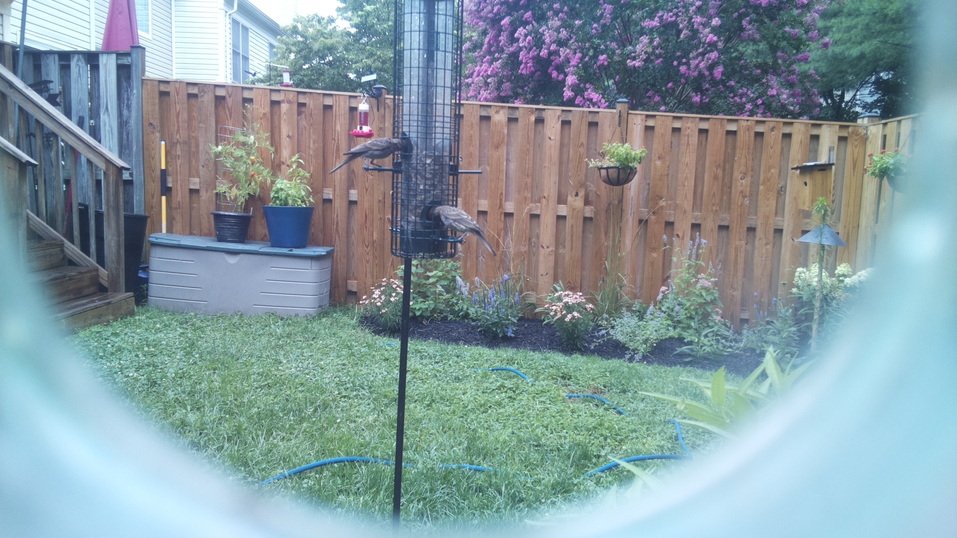 Unknown Bird