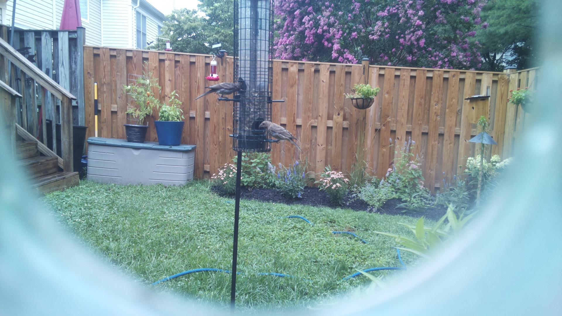 Brown-headed Cowbird