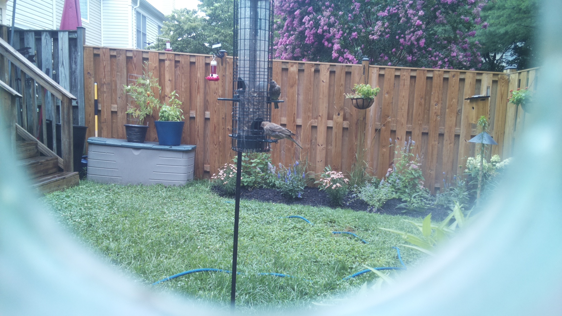 Likely Finch