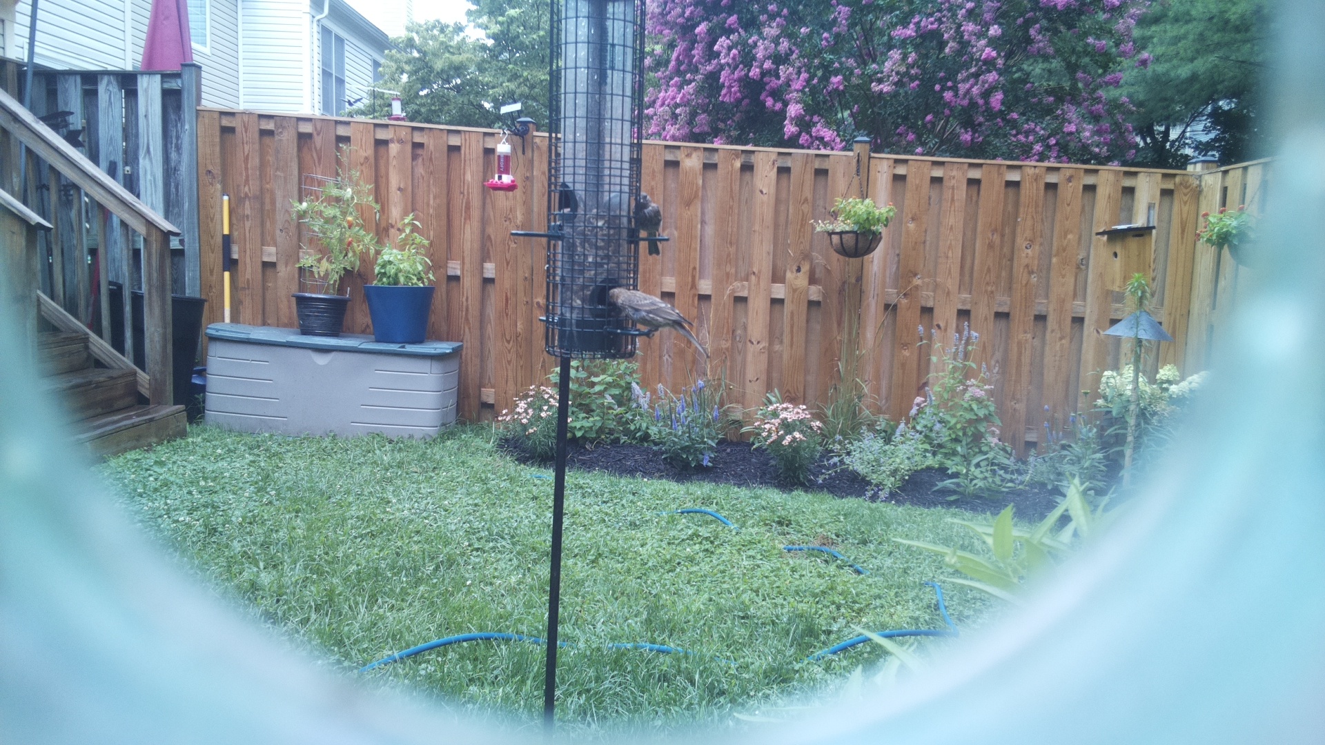 Likely Blackbird/Grackle