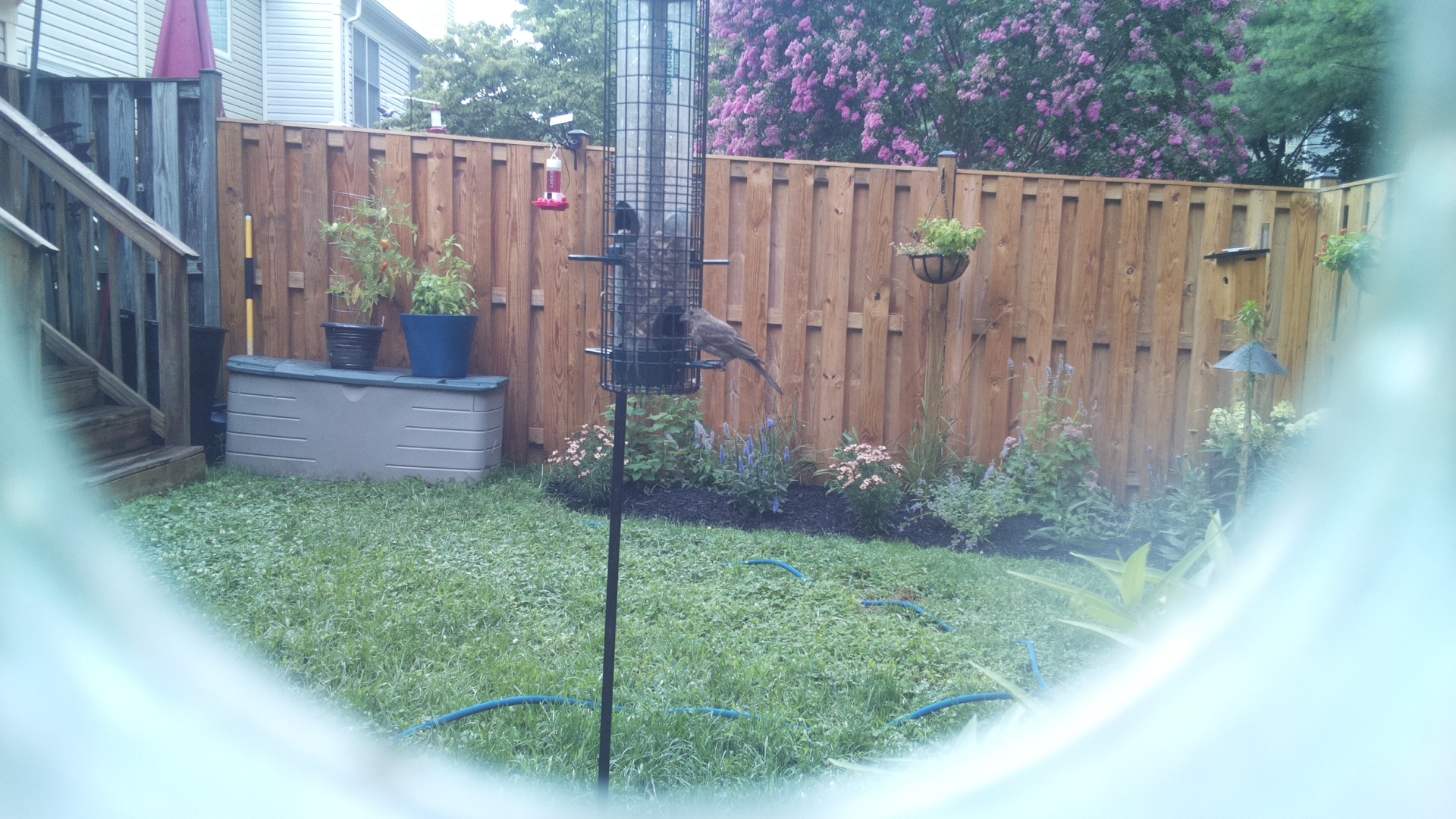 Likely Blackbird/Grackle