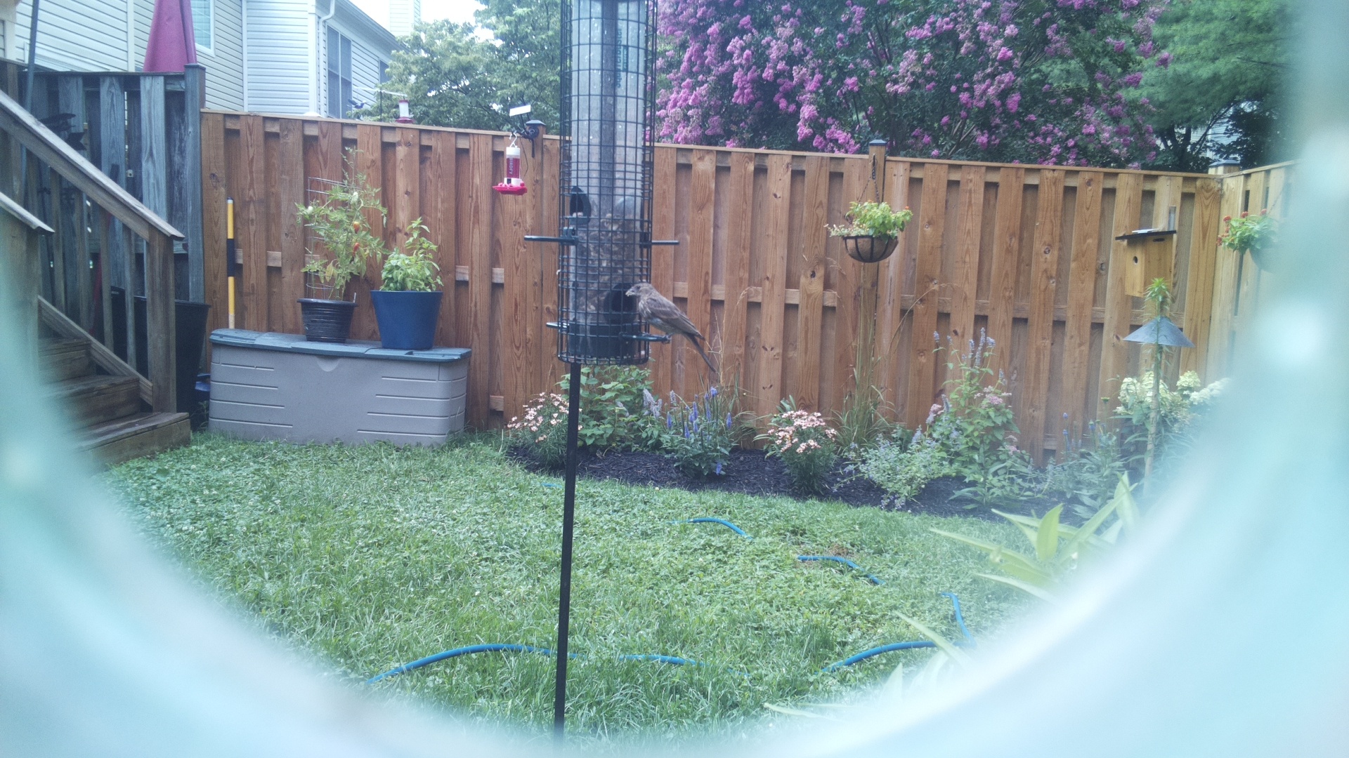 Unknown Bird